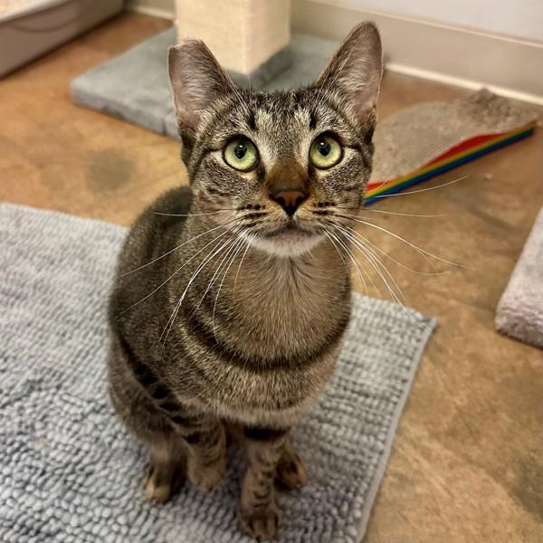 Sir Purrington, Adoptable, Adult Male Domestic Short Hair.