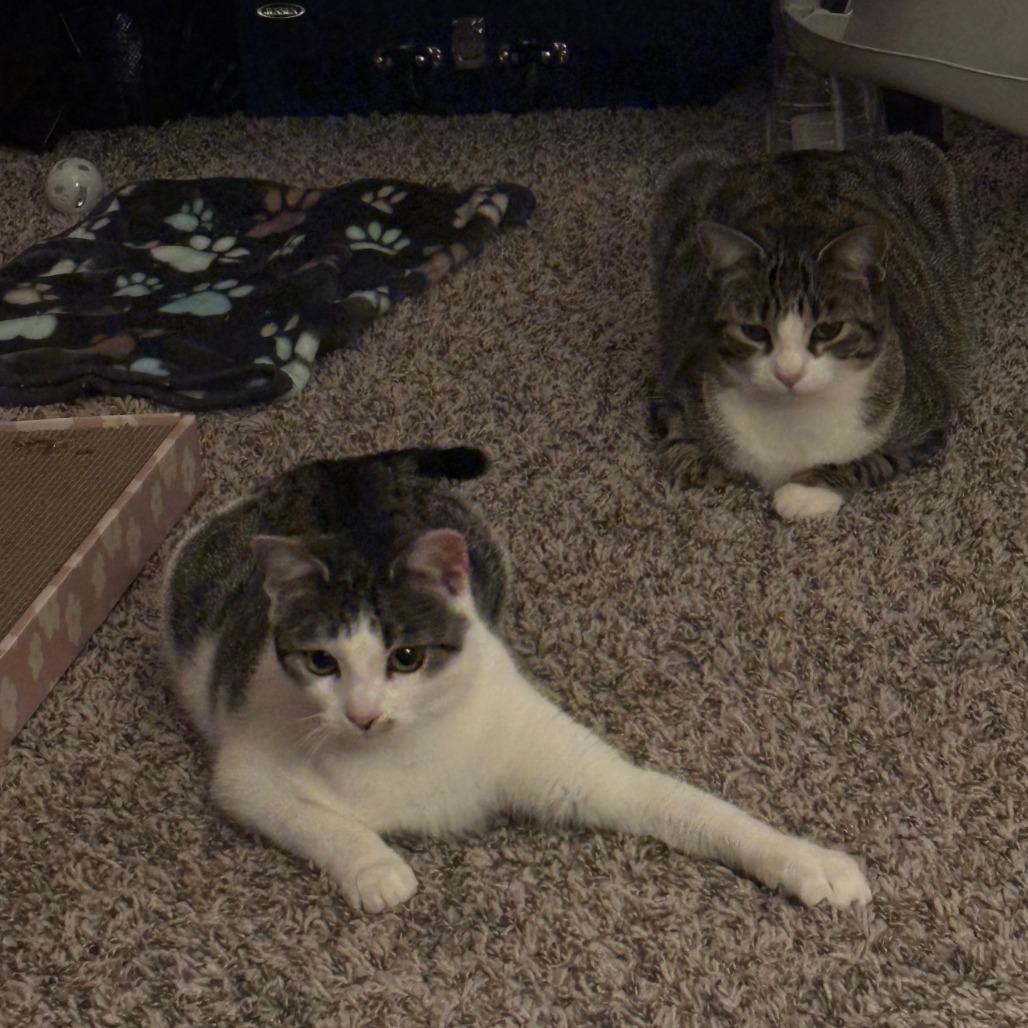 RUTH-30417, a Adoptable Domestic Short Hair in Bartlett, TN image 1/2