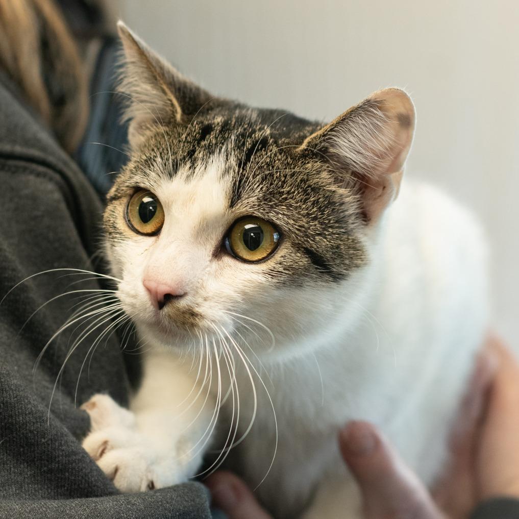 RUTH-30417, a Adoptable Domestic Short Hair in Bartlett, TN image 2/2