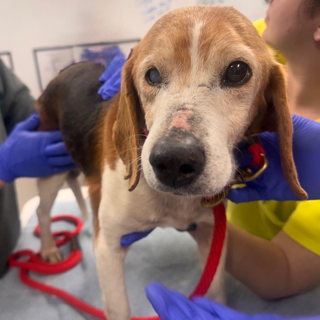 Enlarge Hick, a Adoptable Beagle in Starkville, MS image 3/6