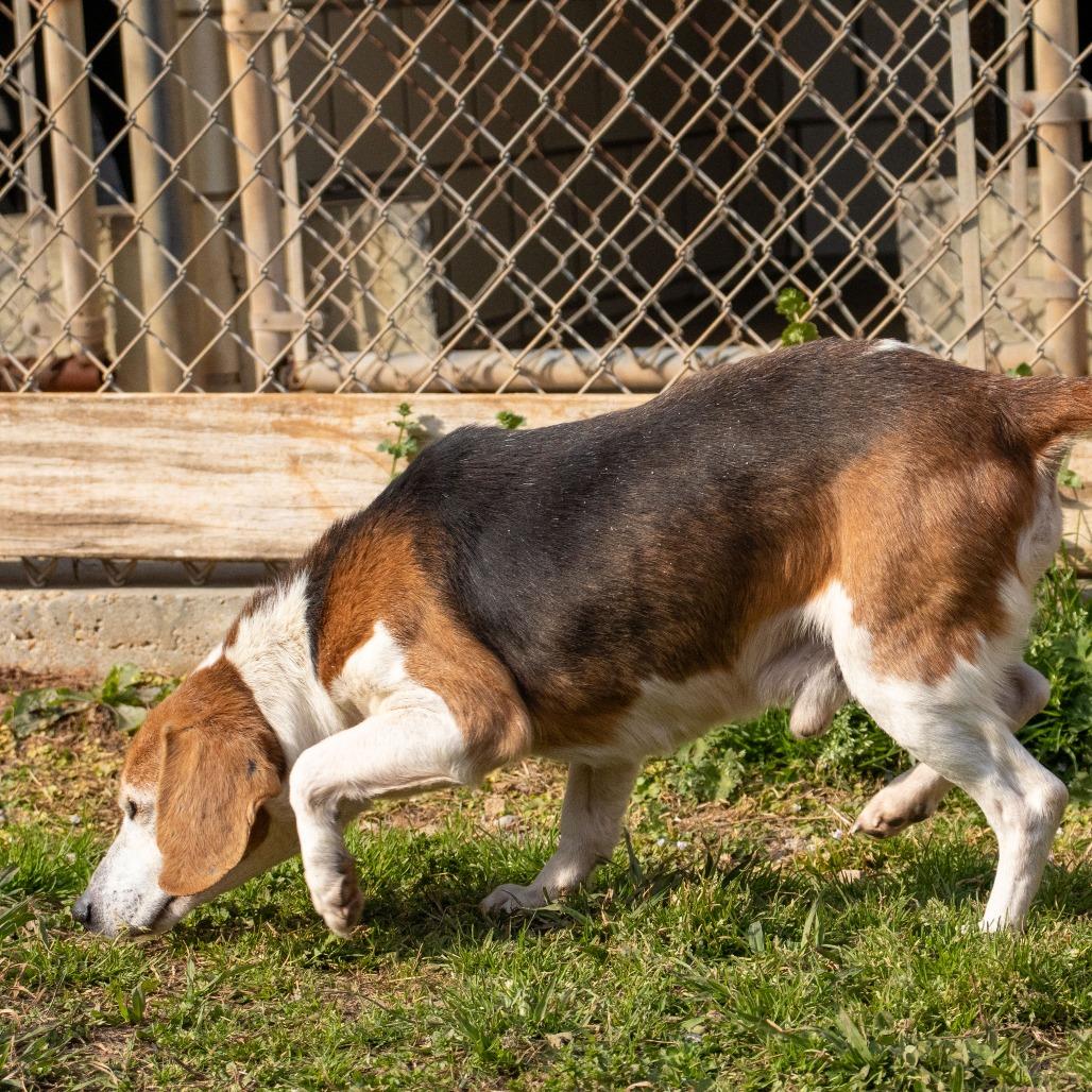 Enlarge Hick, a Adoptable Beagle in Starkville, MS image 5/6