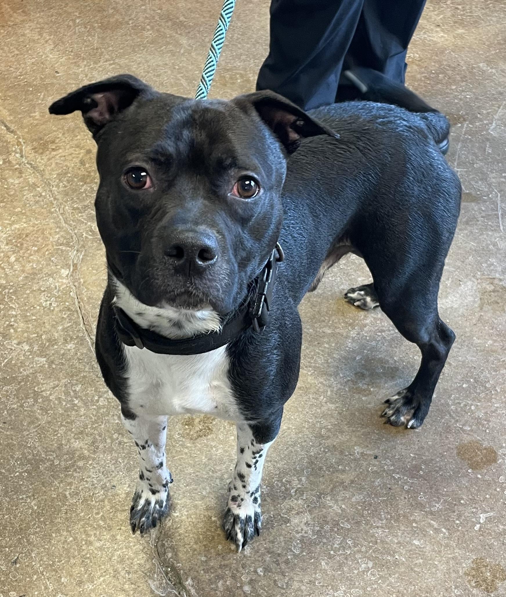 Enlarge Milly, a Adoptable mixed breed in Gladstone, MO image 1/1