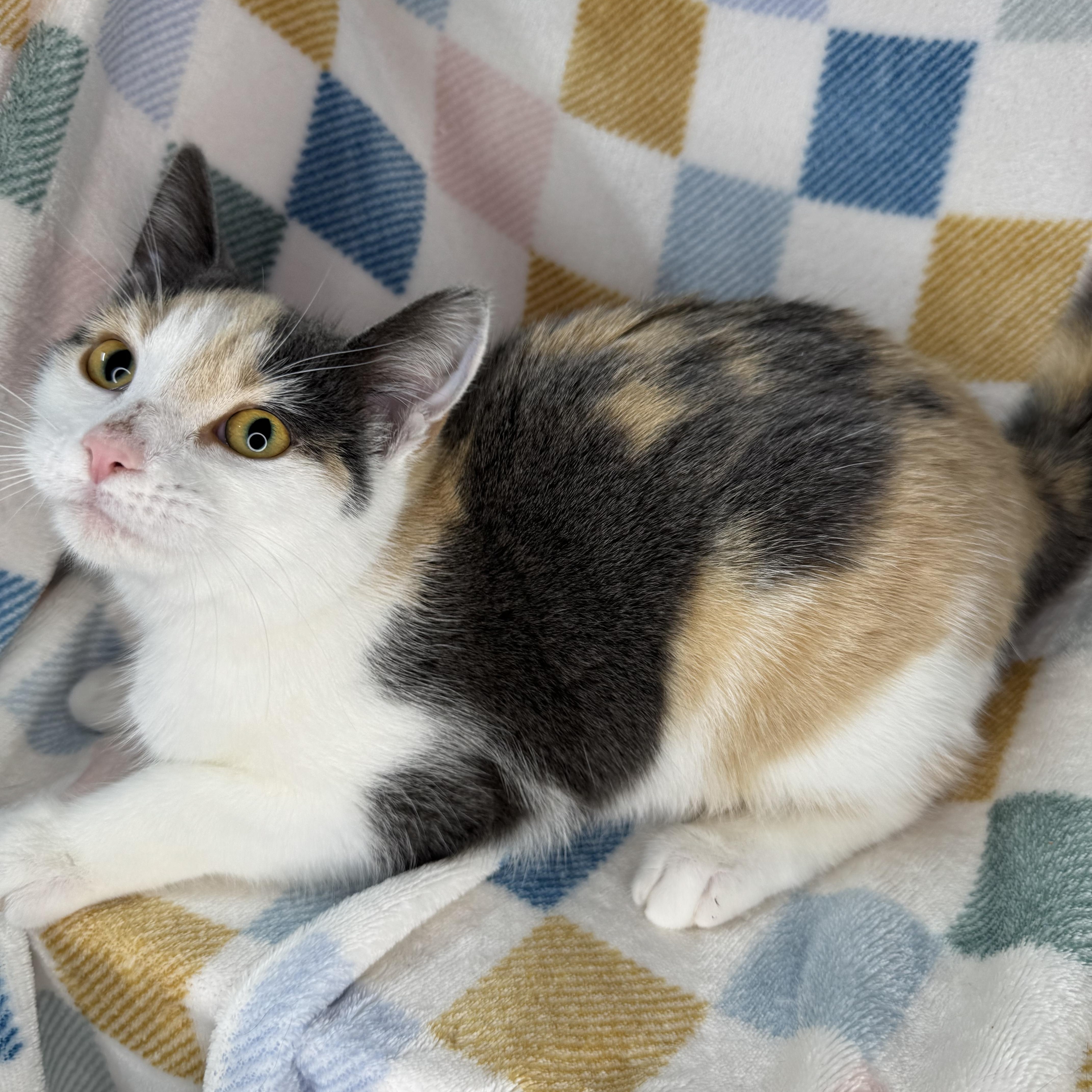 Enlarge Froggy, a Adoptable Dilute Calico in Mount Vernon, IL image 5/6