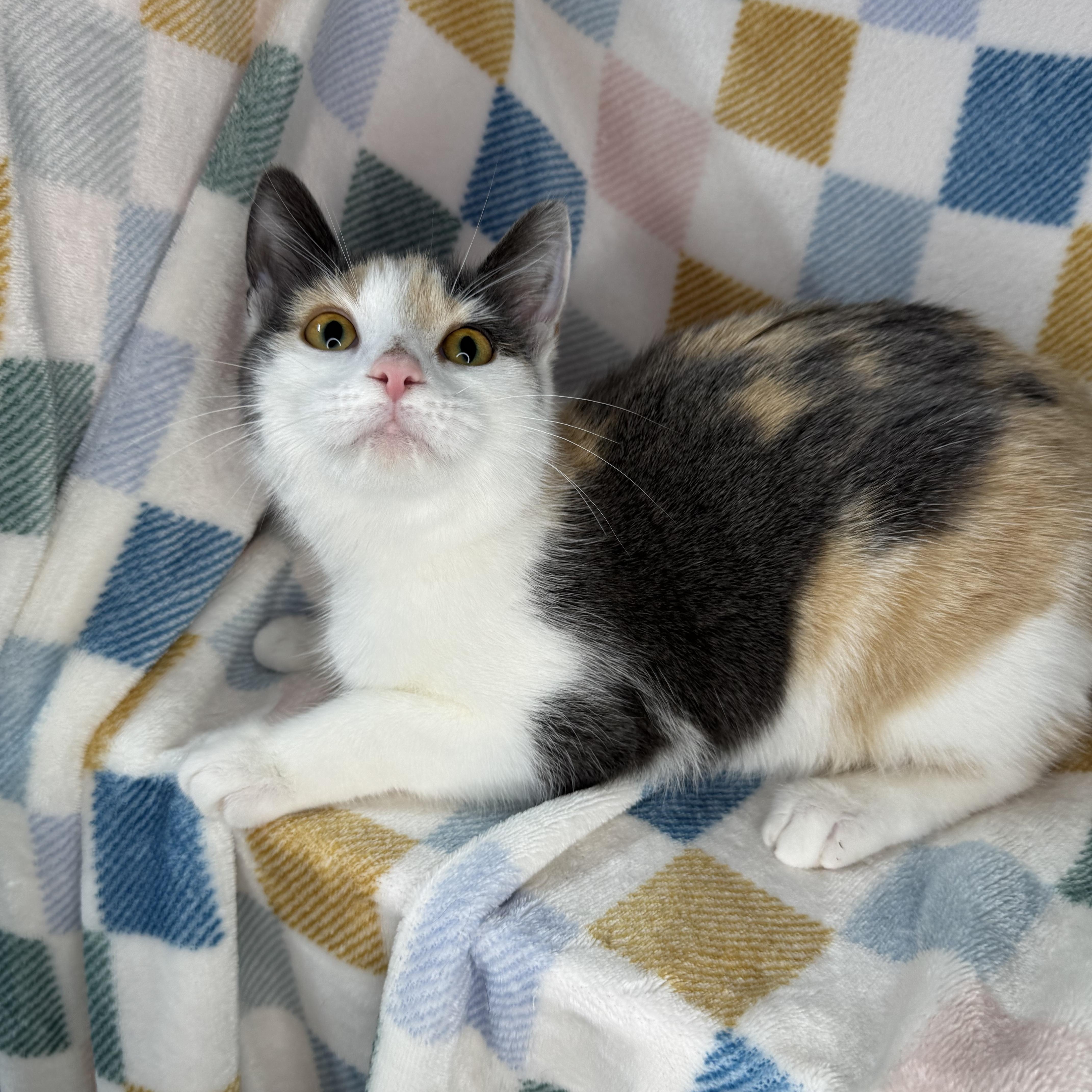 Enlarge Froggy, a Adoptable Dilute Calico in Mount Vernon, IL image 3/6