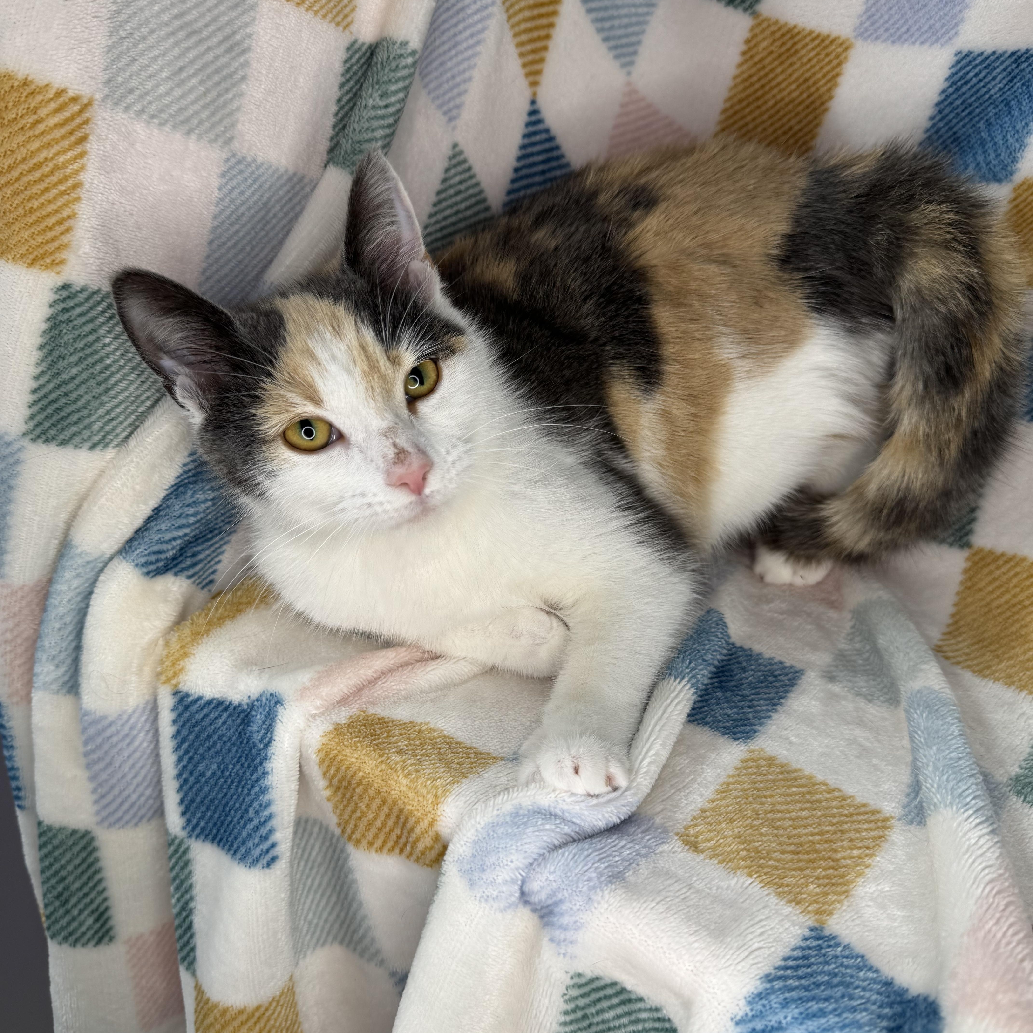 Enlarge Froggy, a Adoptable Dilute Calico in Mount Vernon, IL image 4/6