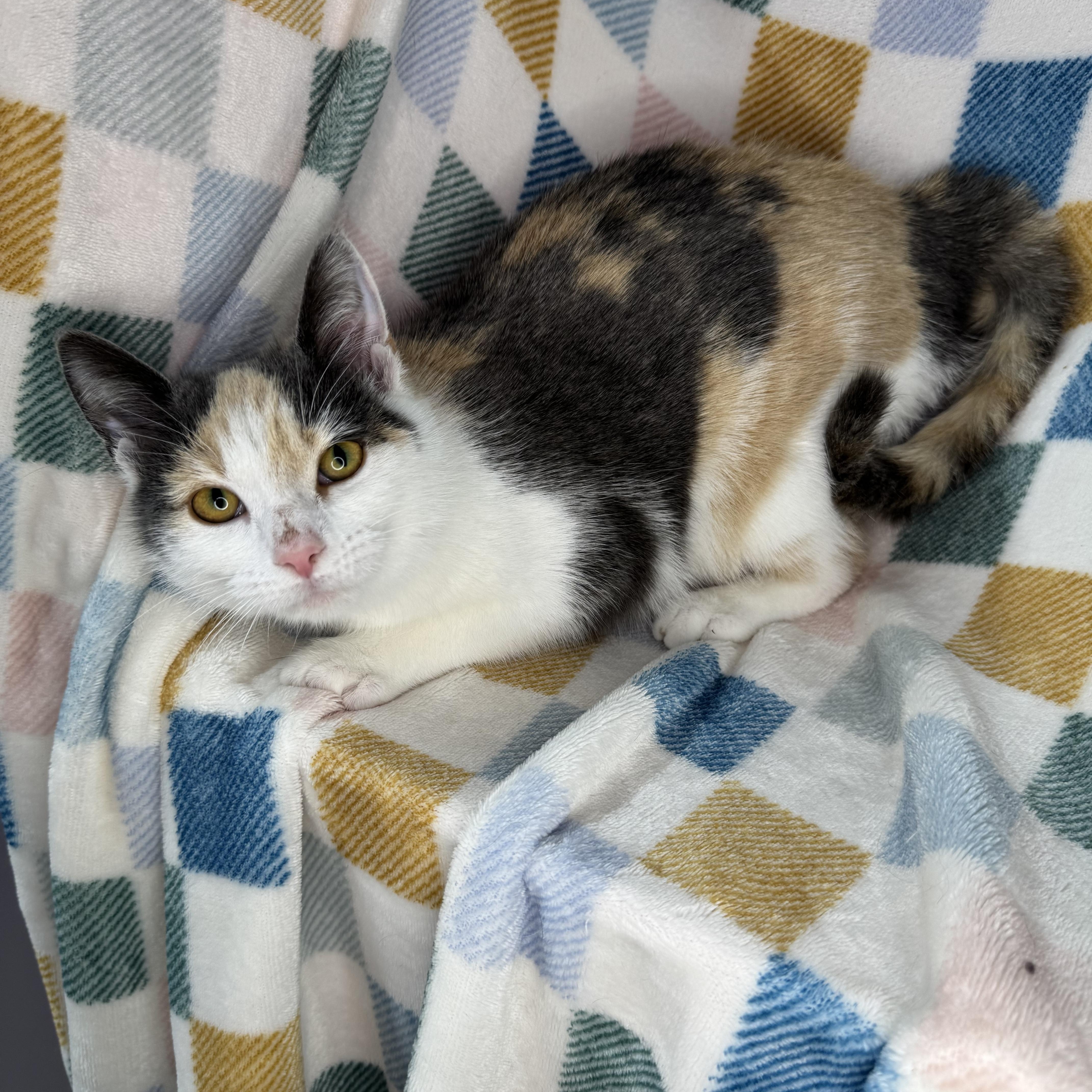 Enlarge Froggy, a Adoptable Dilute Calico in Mount Vernon, IL image 6/6