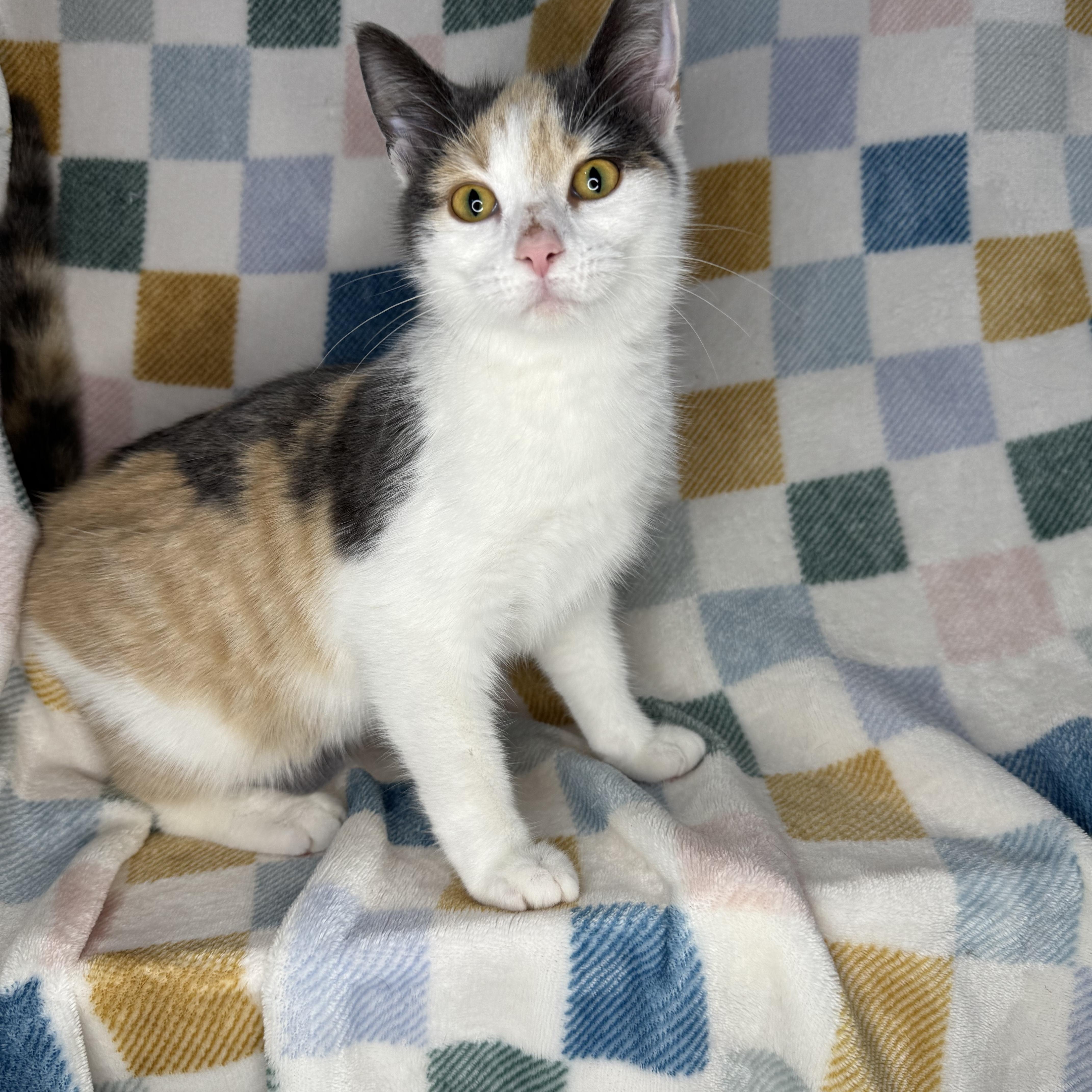 Froggy, Adoptable, Young Female Dilute Calico.