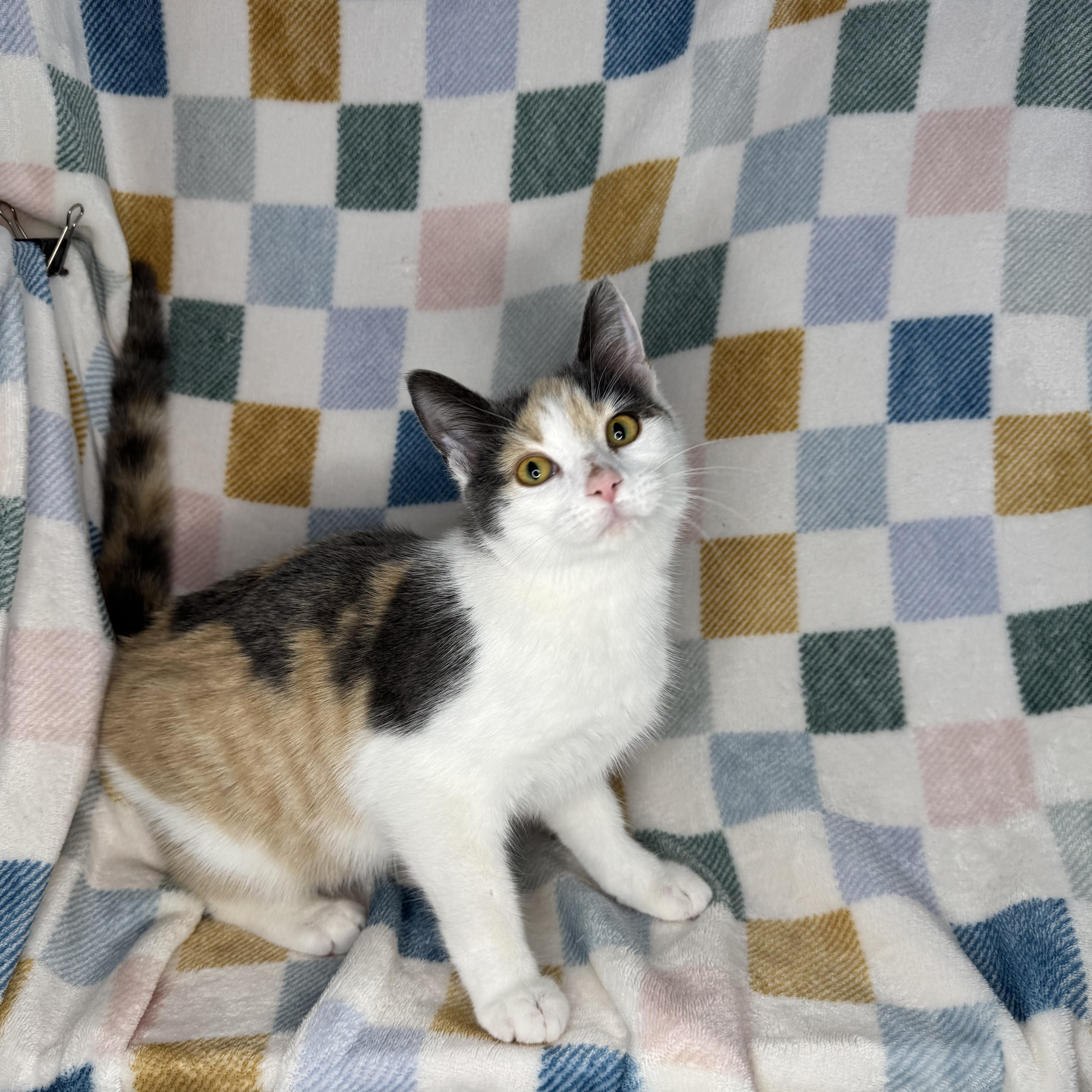 Enlarge Froggy, a Adoptable Dilute Calico in Mount Vernon, IL image 2/6