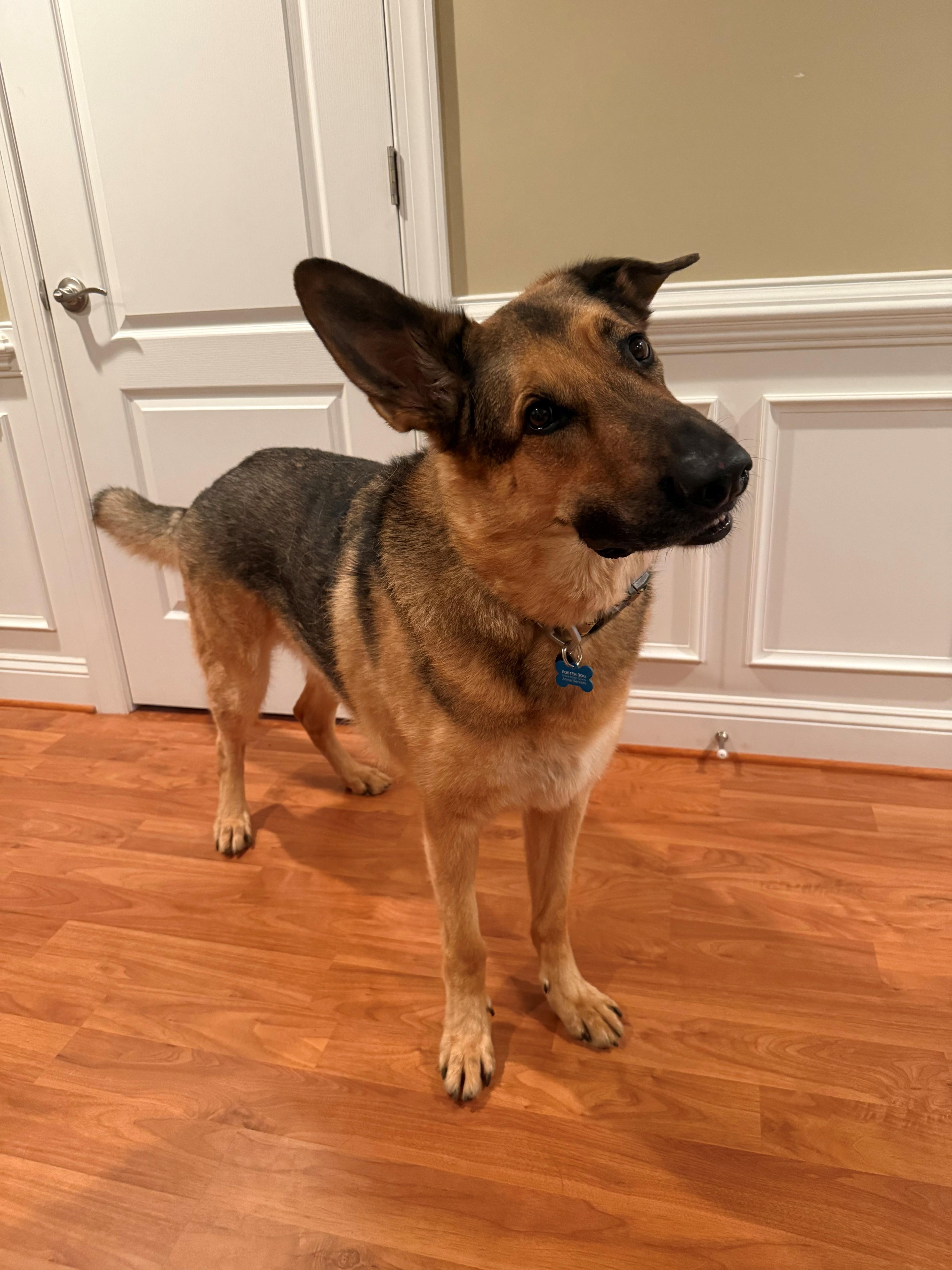 Nemo/Kaiser (ID 38750), Adoptable, Adult Male German Shepherd Dog.