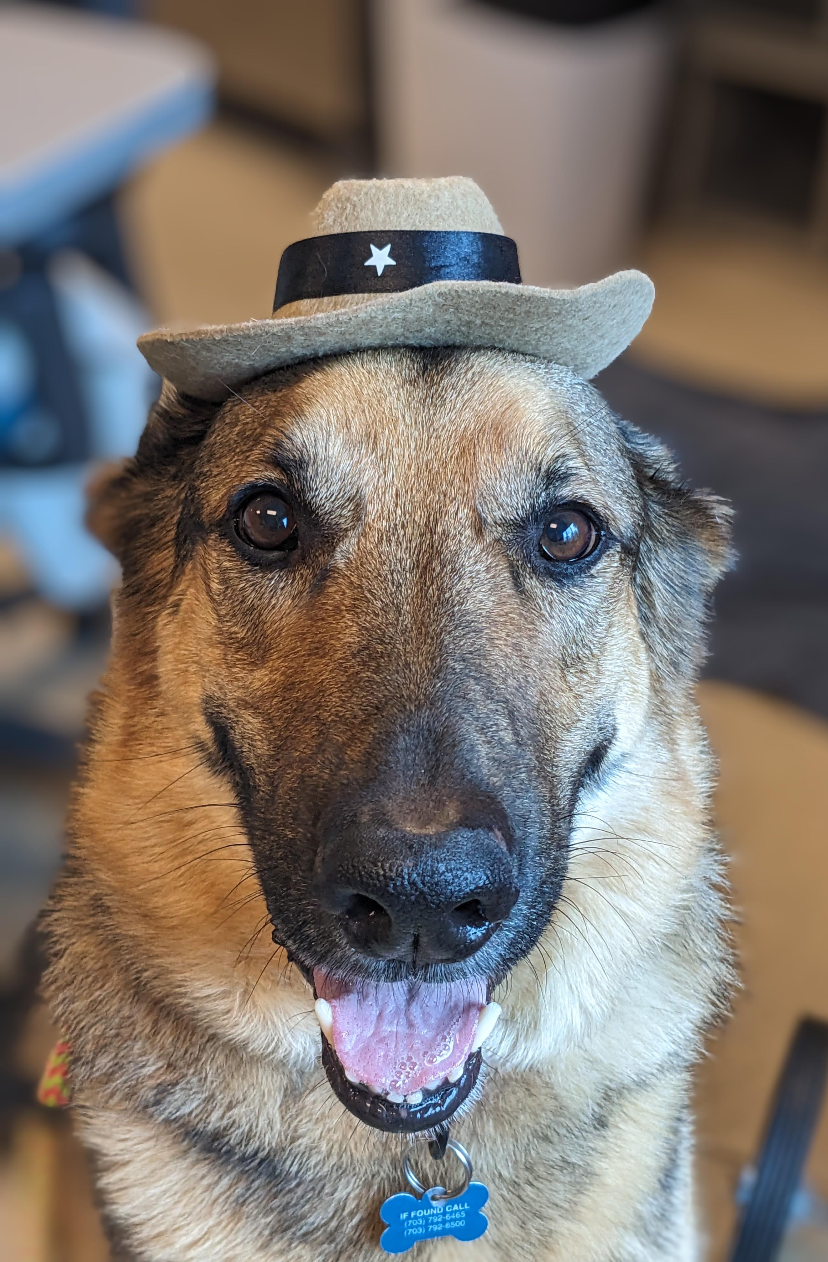 Nemo/Kaiser (ID 38750), Adoptable, Adult Male German Shepherd Dog.