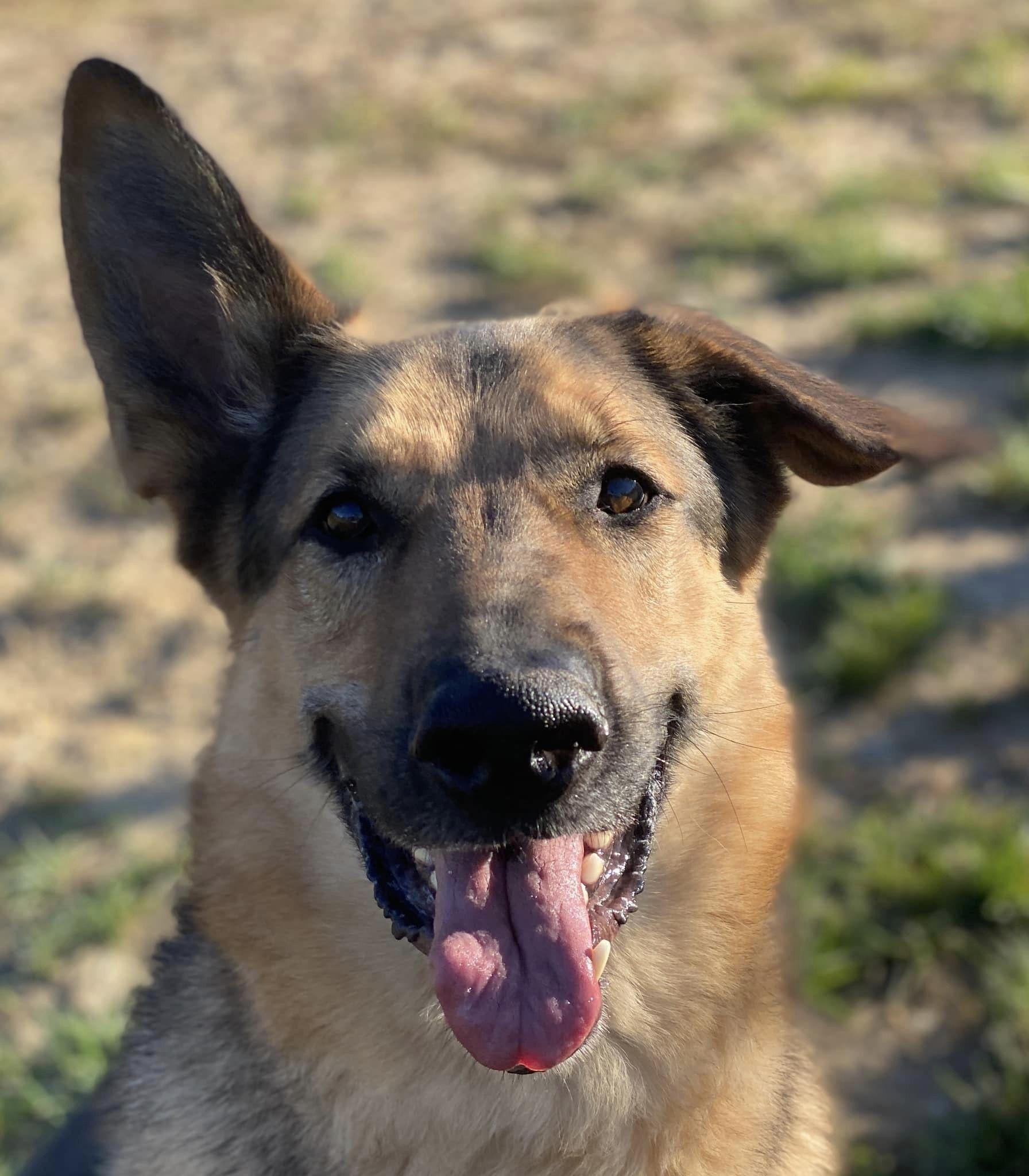 Enlarge Nemo/Kaiser (ID 38750), a Adoptable German Shepherd Dog in Manassas, VA image 5/6