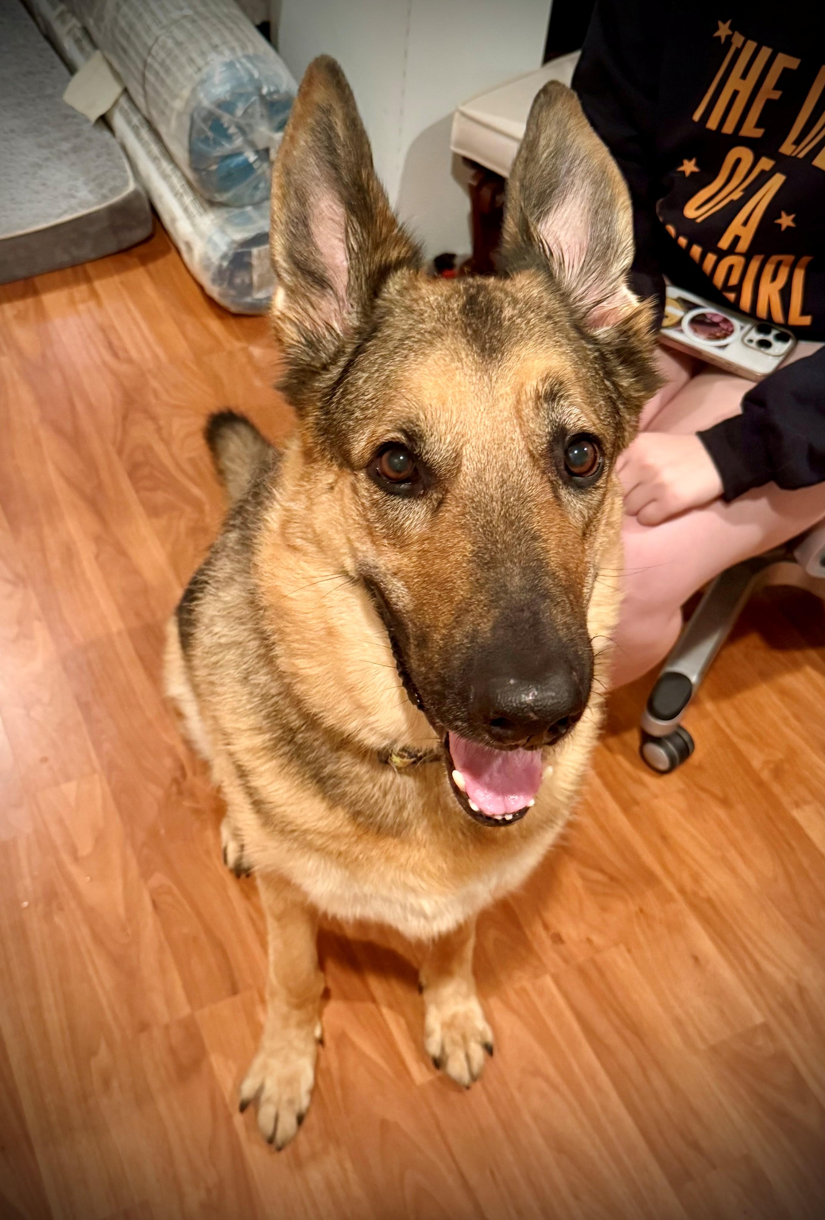 Enlarge Nemo/Kaiser (ID 38750), a Adoptable German Shepherd Dog in Manassas, VA image 2/6