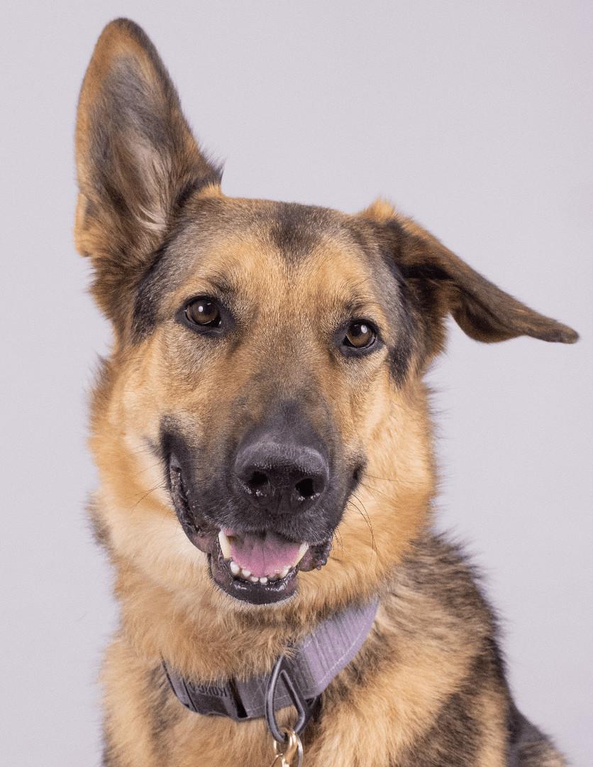 Enlarge Nemo/Kaiser (ID 38750), a Adoptable German Shepherd Dog in Manassas, VA image 4/6