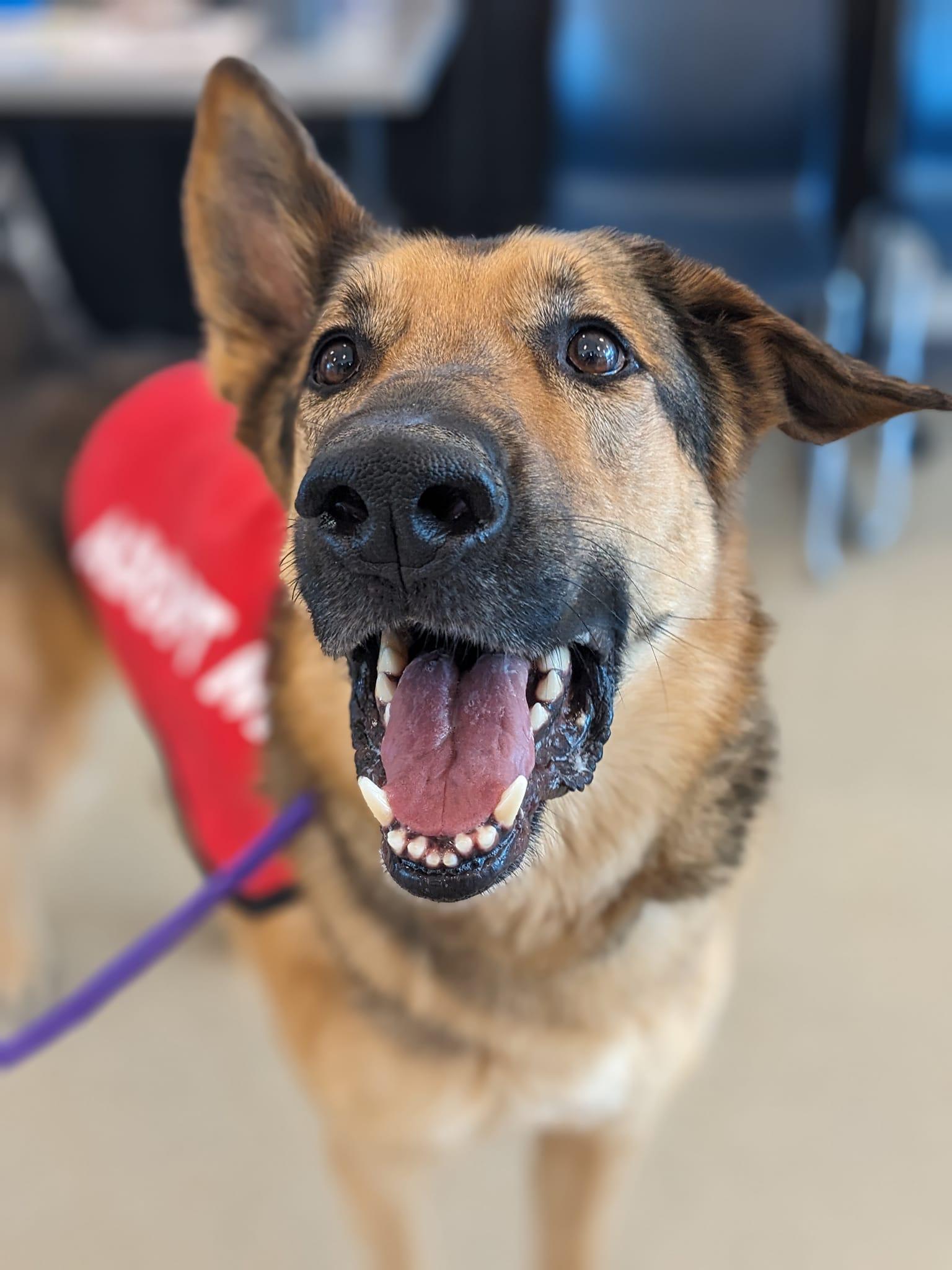 Enlarge Nemo/Kaiser (ID 38750), a Adoptable German Shepherd Dog in Manassas, VA image 3/6