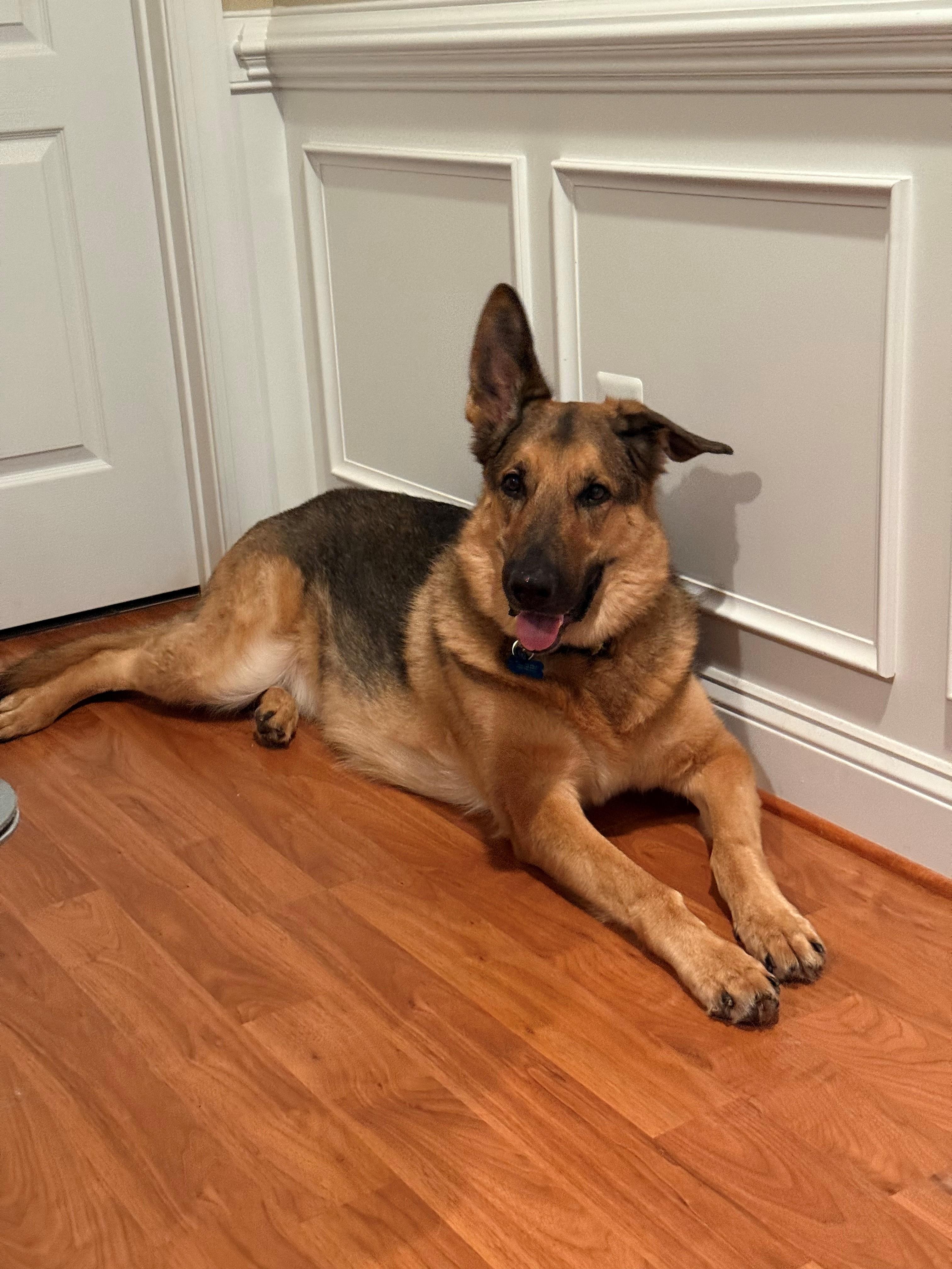 Enlarge Nemo/Kaiser (ID 38750), a Adoptable German Shepherd Dog in Manassas, VA image 6/6