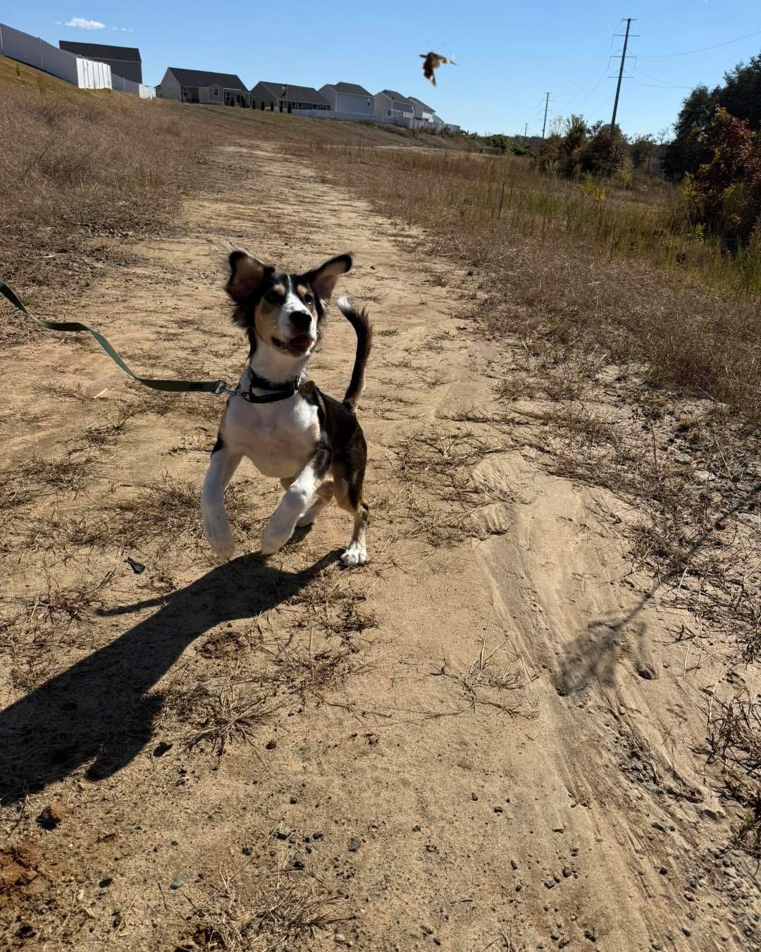 Link, a ADOPTABLE mixed breed in Kannapolis, NC image 3/4