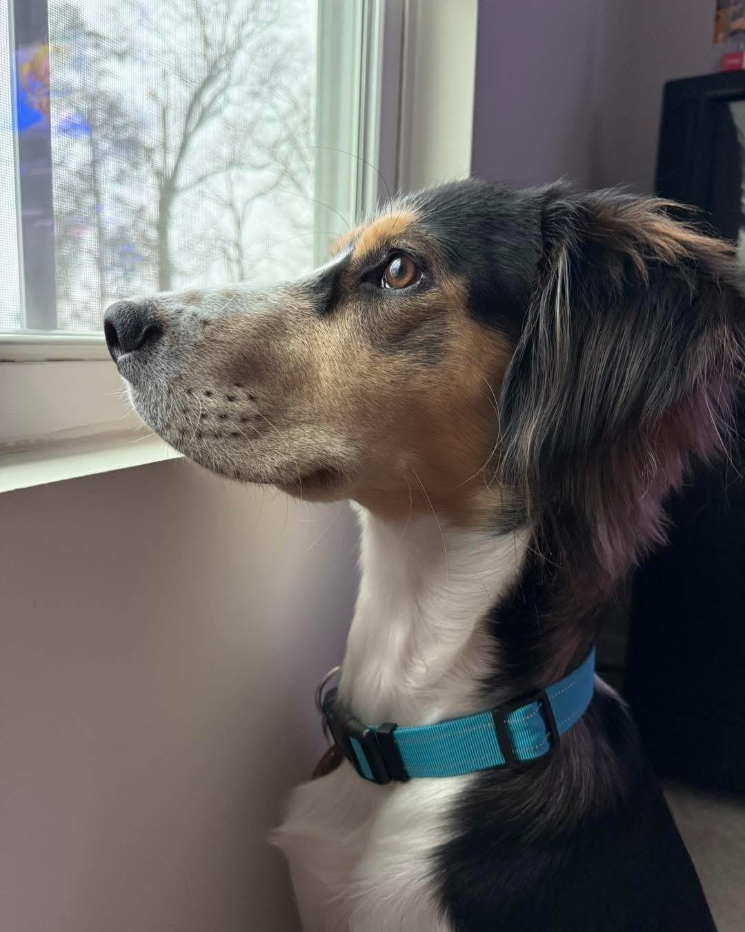 Link, a ADOPTABLE mixed breed in Kannapolis, NC image 1/4