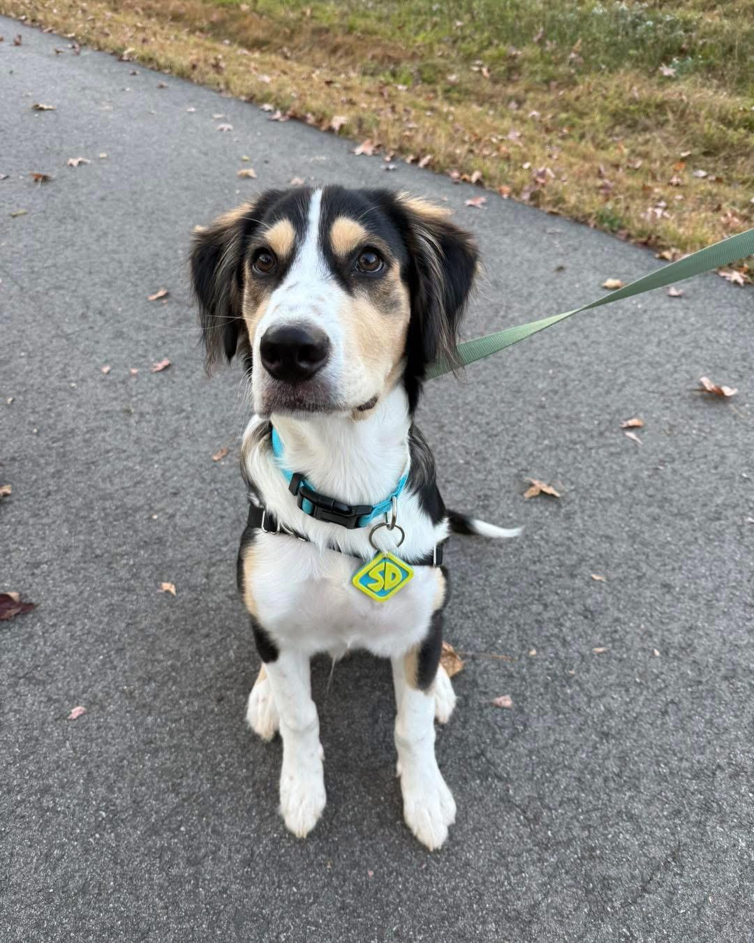 Link, ADOPTABLE, Puppy Male Husky & Mixed Breed.