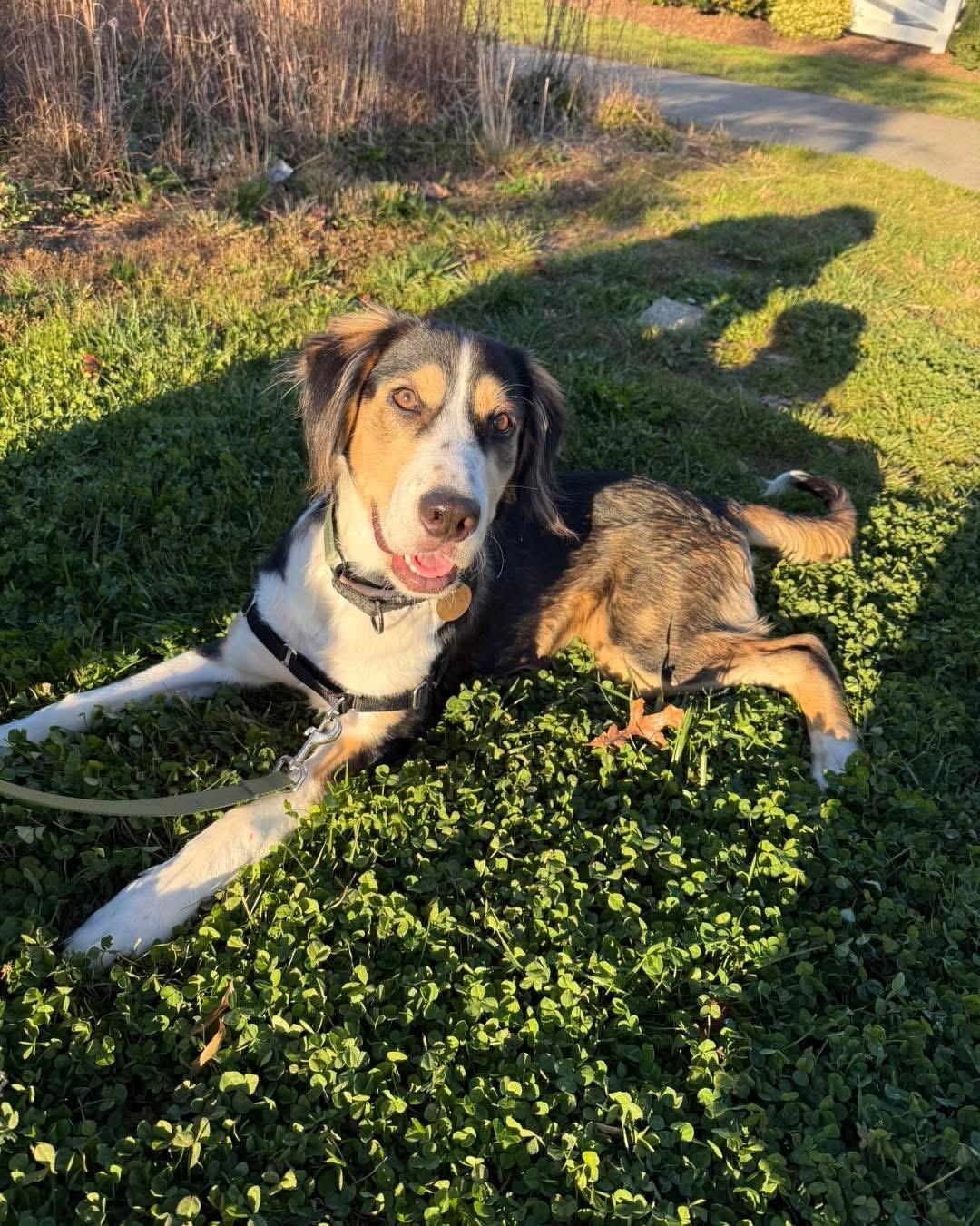 Link, a ADOPTABLE mixed breed in Kannapolis, NC image 2/4