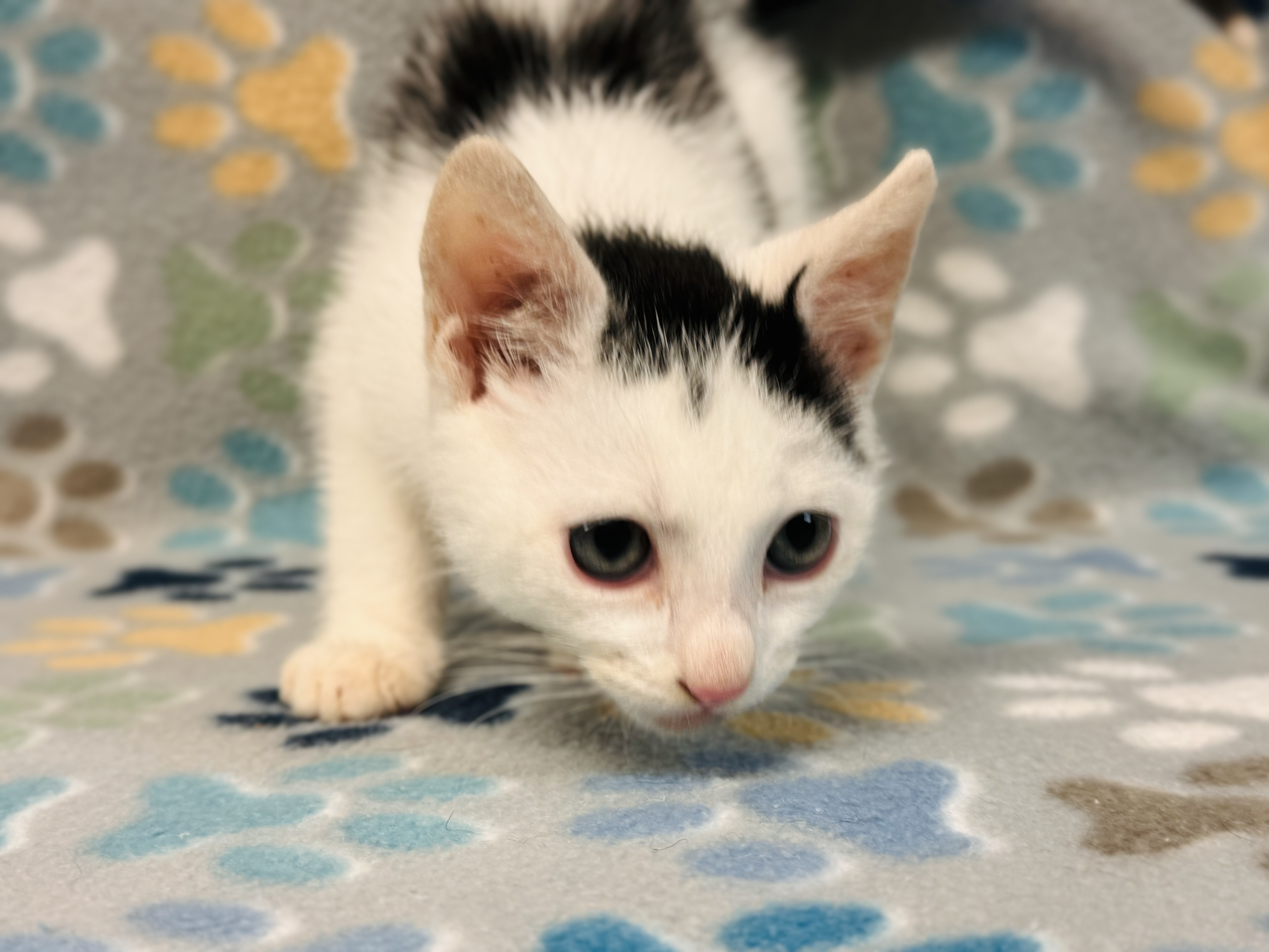 Shadow — thumbnail 2