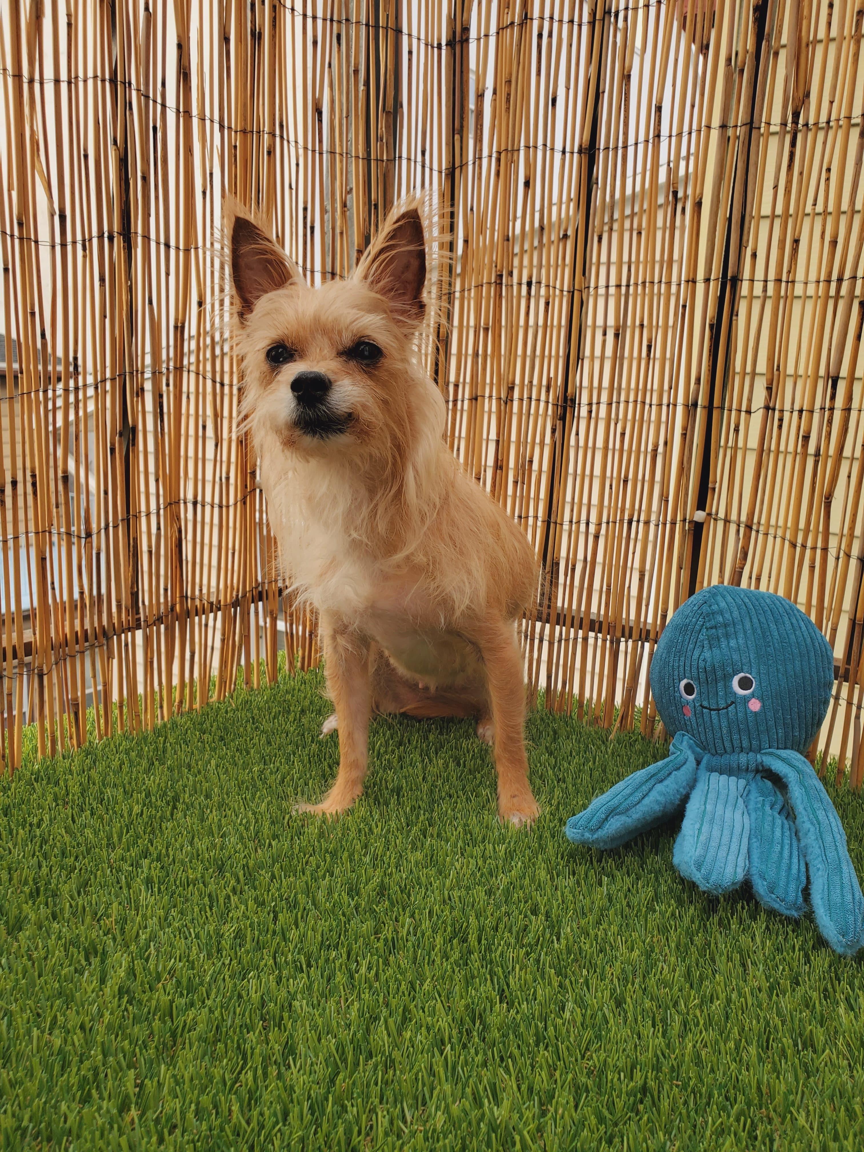 Enlarge Lilly, a Adoptable Yorkshire Terrier in Brooklyn, NY image 2/6