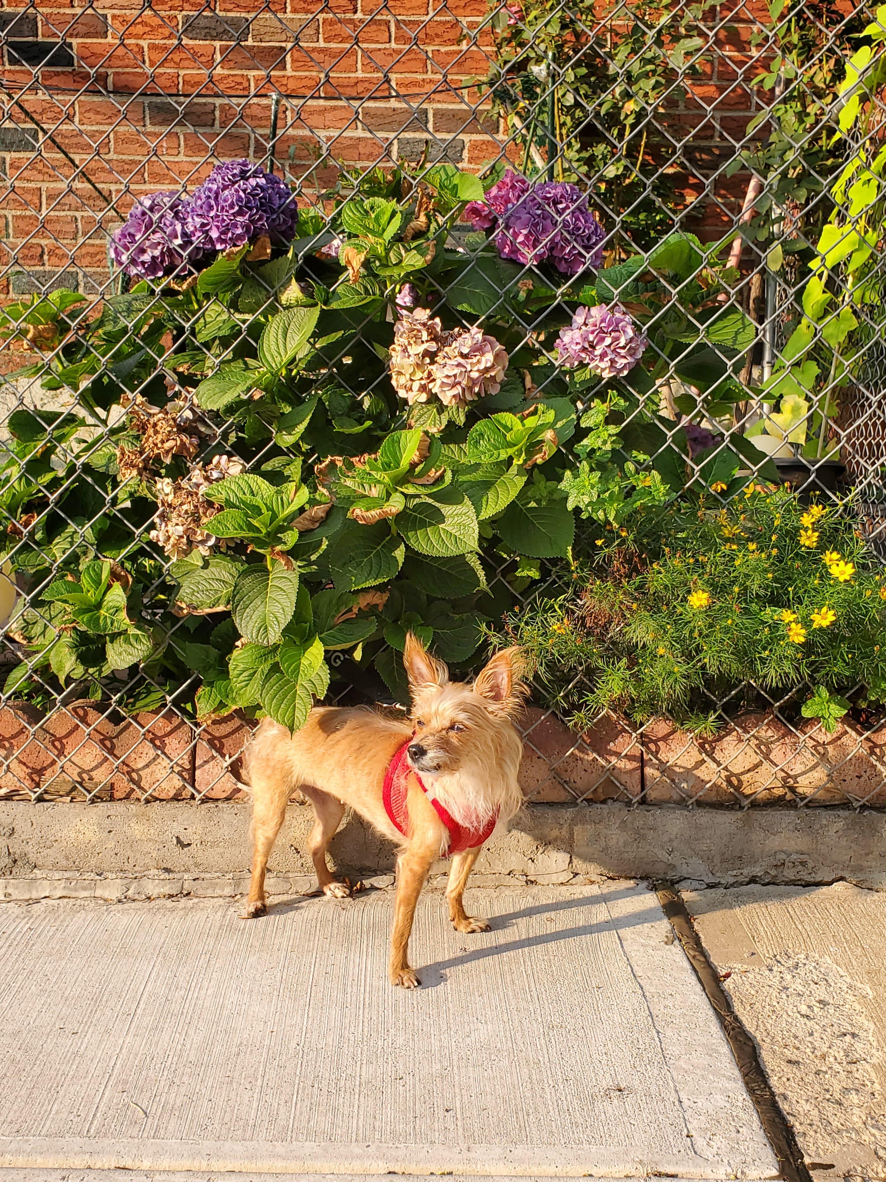 Enlarge Lilly, a Adoptable Yorkshire Terrier in Brooklyn, NY image 3/6