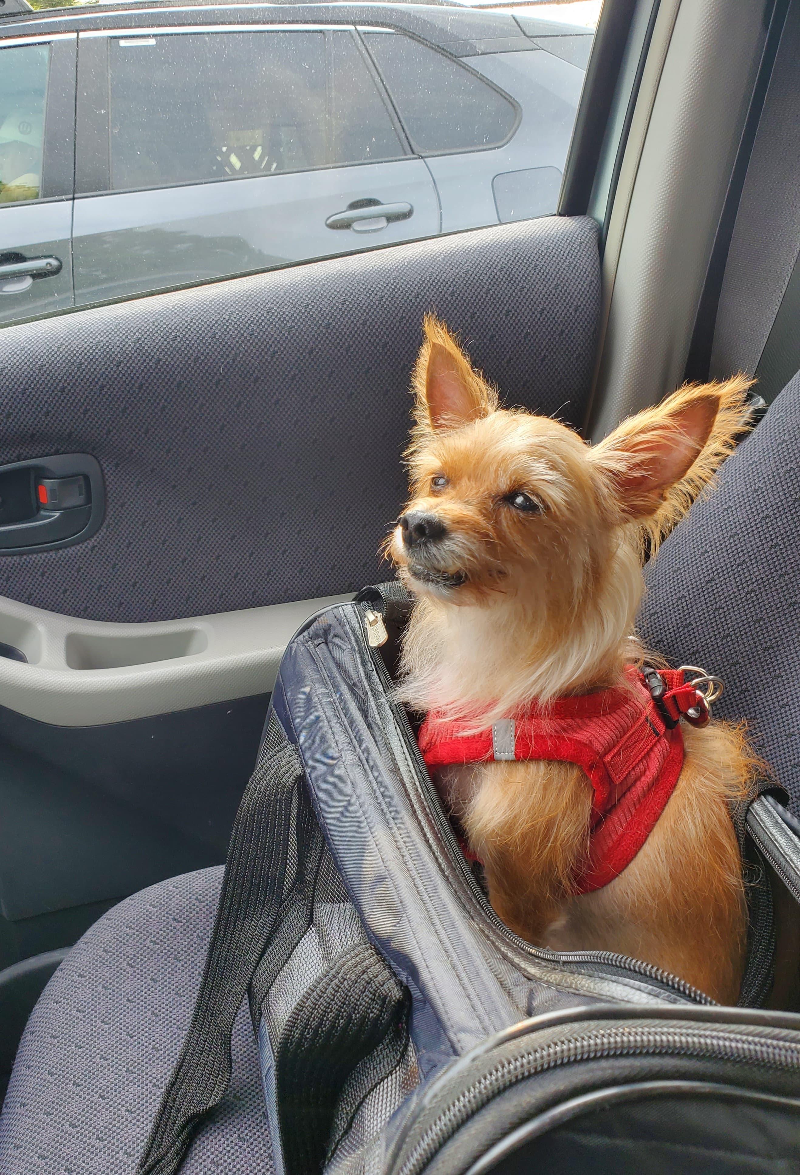 Enlarge Lilly, a Adoptable Yorkshire Terrier in Brooklyn, NY image 4/6