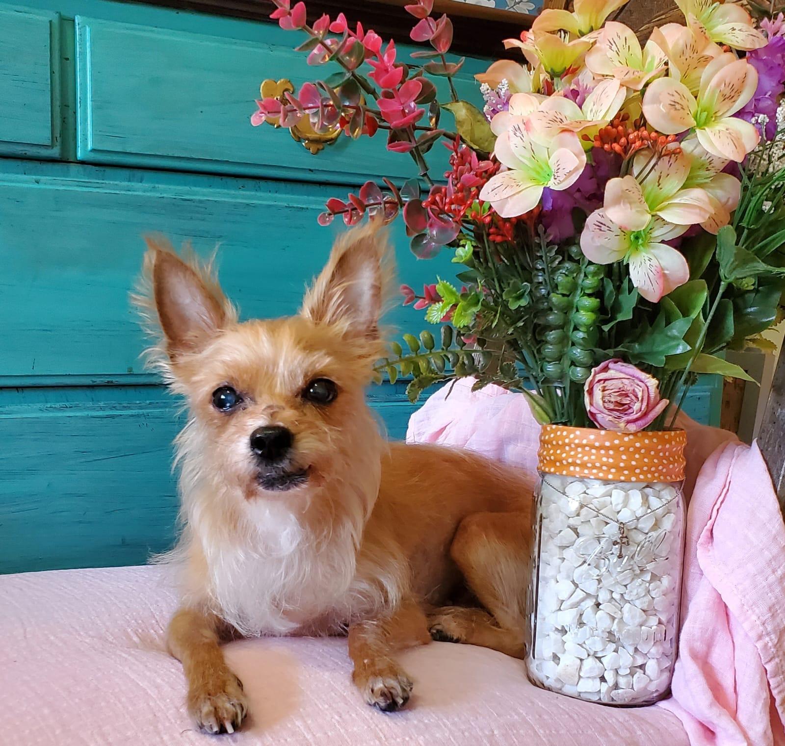 Enlarge Lilly, a Adoptable Yorkshire Terrier in Brooklyn, NY image 5/6