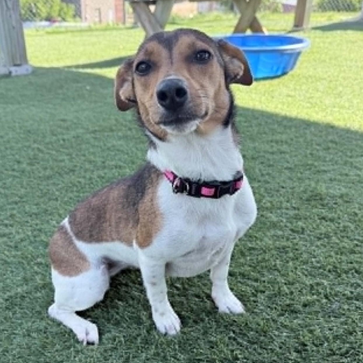 Peppermint, ADOPTABLE, Adult Female Jack Russell Terrier.