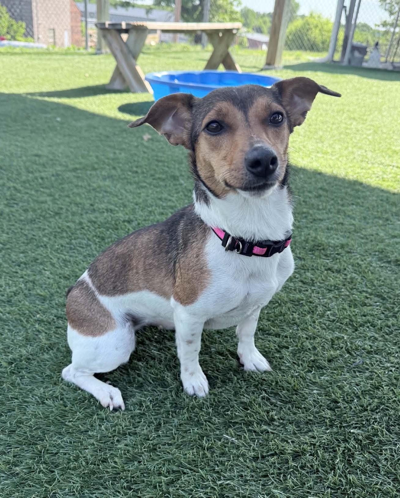 Peppermint, a ADOPTABLE Jack Russell Terrier in Sparta, WI image 2/2