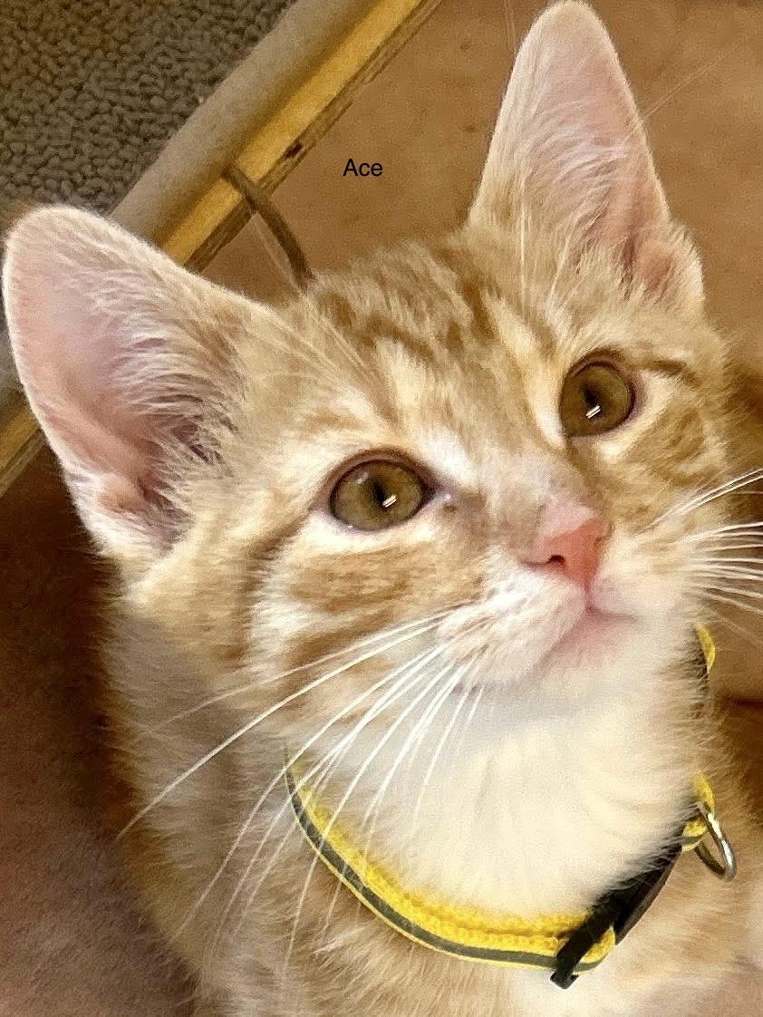 Enlarge Ace Sid & Tex kittens , an adopted Tabby in Jackson, GA image 2/6