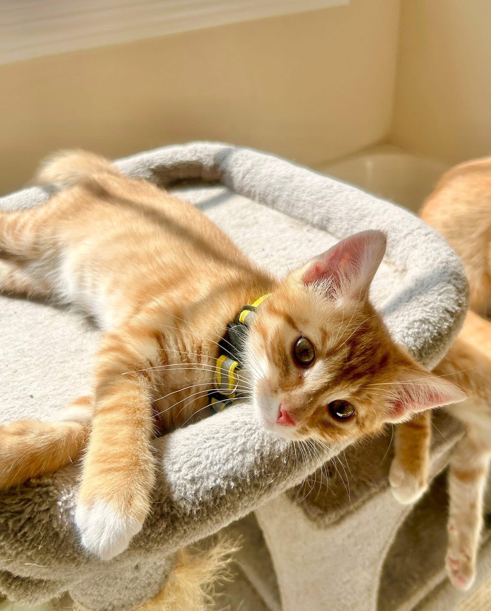 Enlarge Ace Sid & Tex kittens , an adopted Tabby in Jackson, GA image 6/6