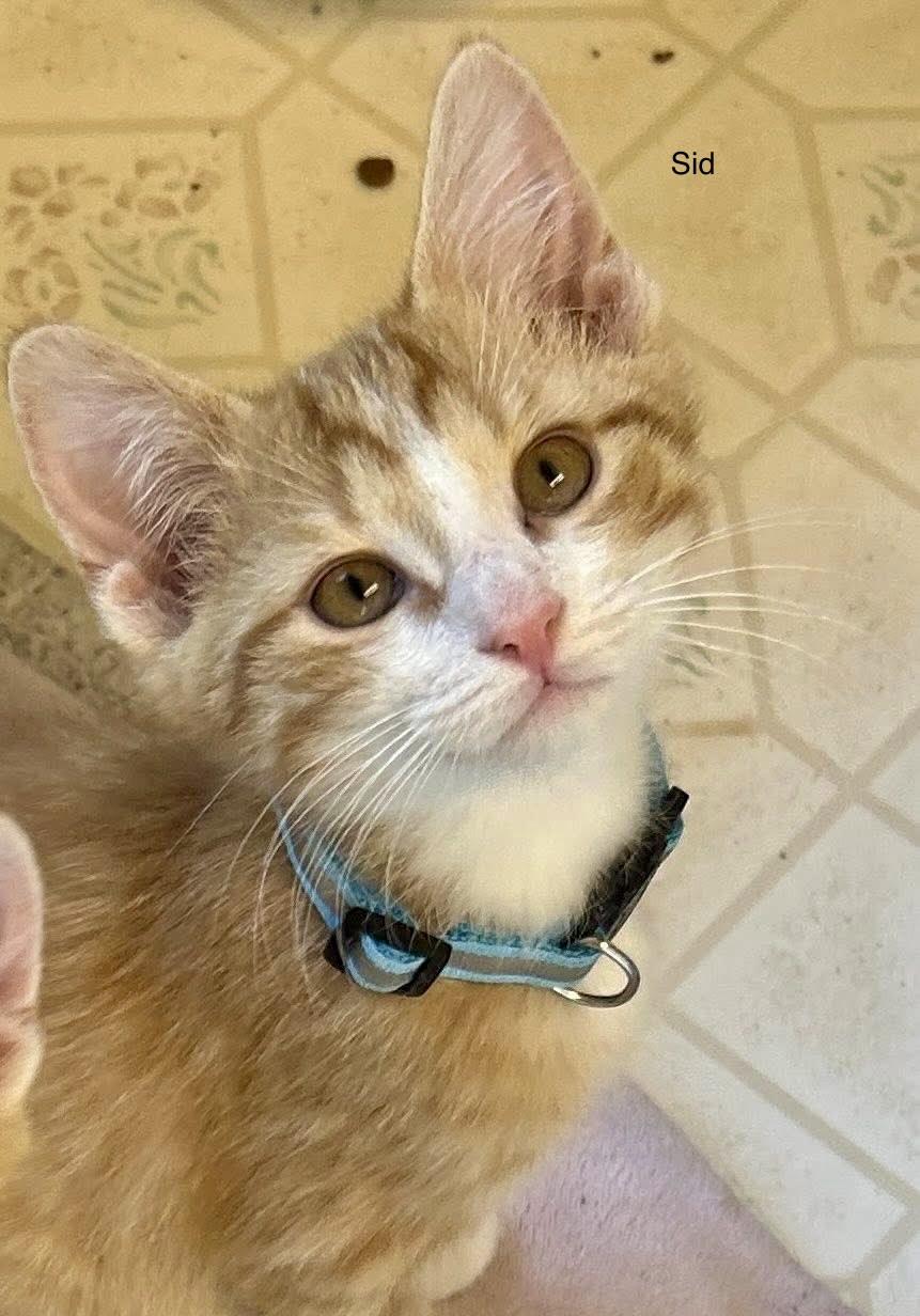 Enlarge Ace Sid & Tex kittens , an adopted Tabby in Jackson, GA image 5/6