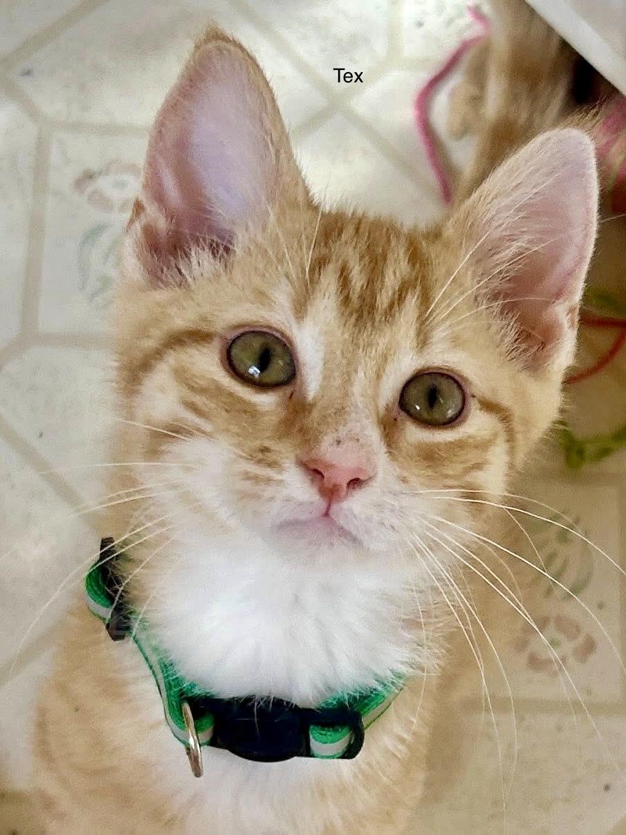 Enlarge Ace Sid & Tex kittens , an adopted Tabby in Jackson, GA image 4/6