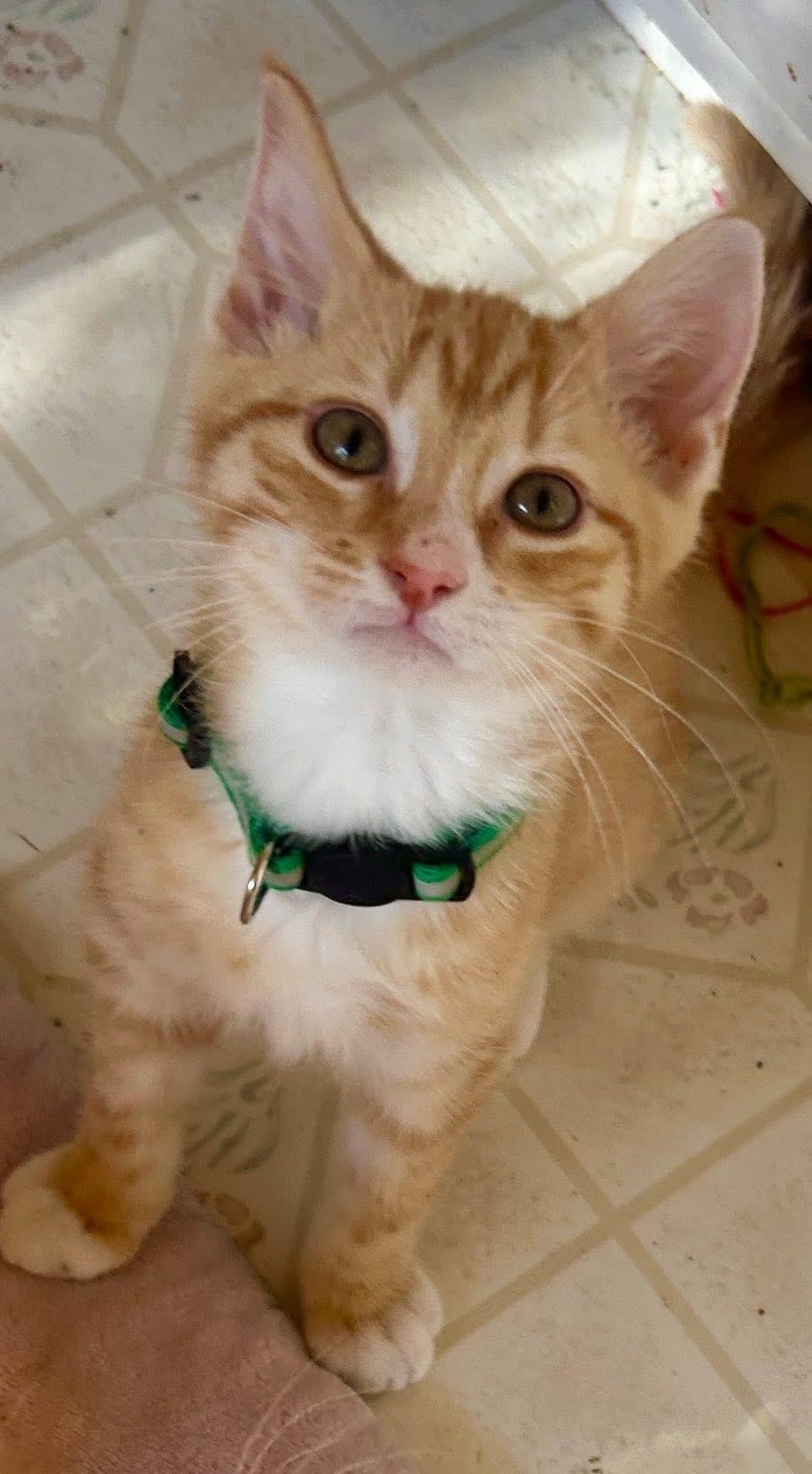 Enlarge Ace Sid & Tex kittens , an adopted Tabby in Jackson, GA image 3/6