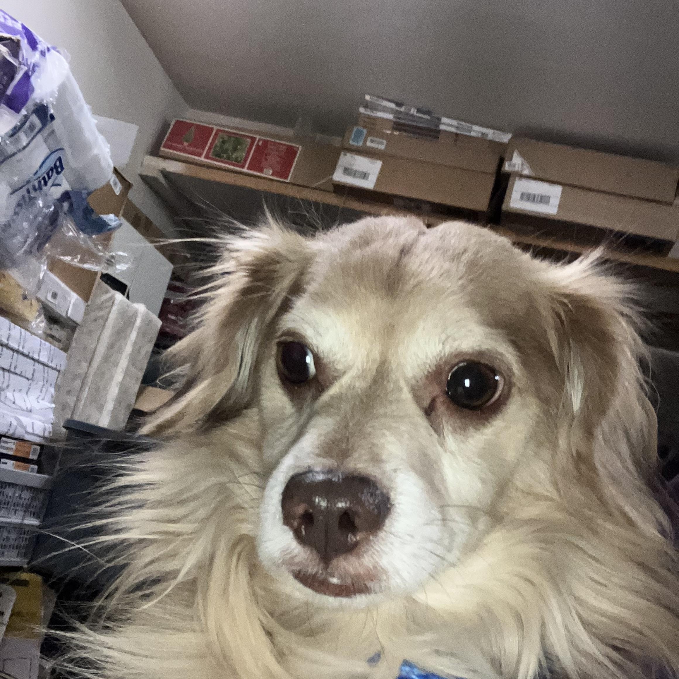 Enlarge Maverick , an adopted mixed breed in Henderson, NV image 2/3