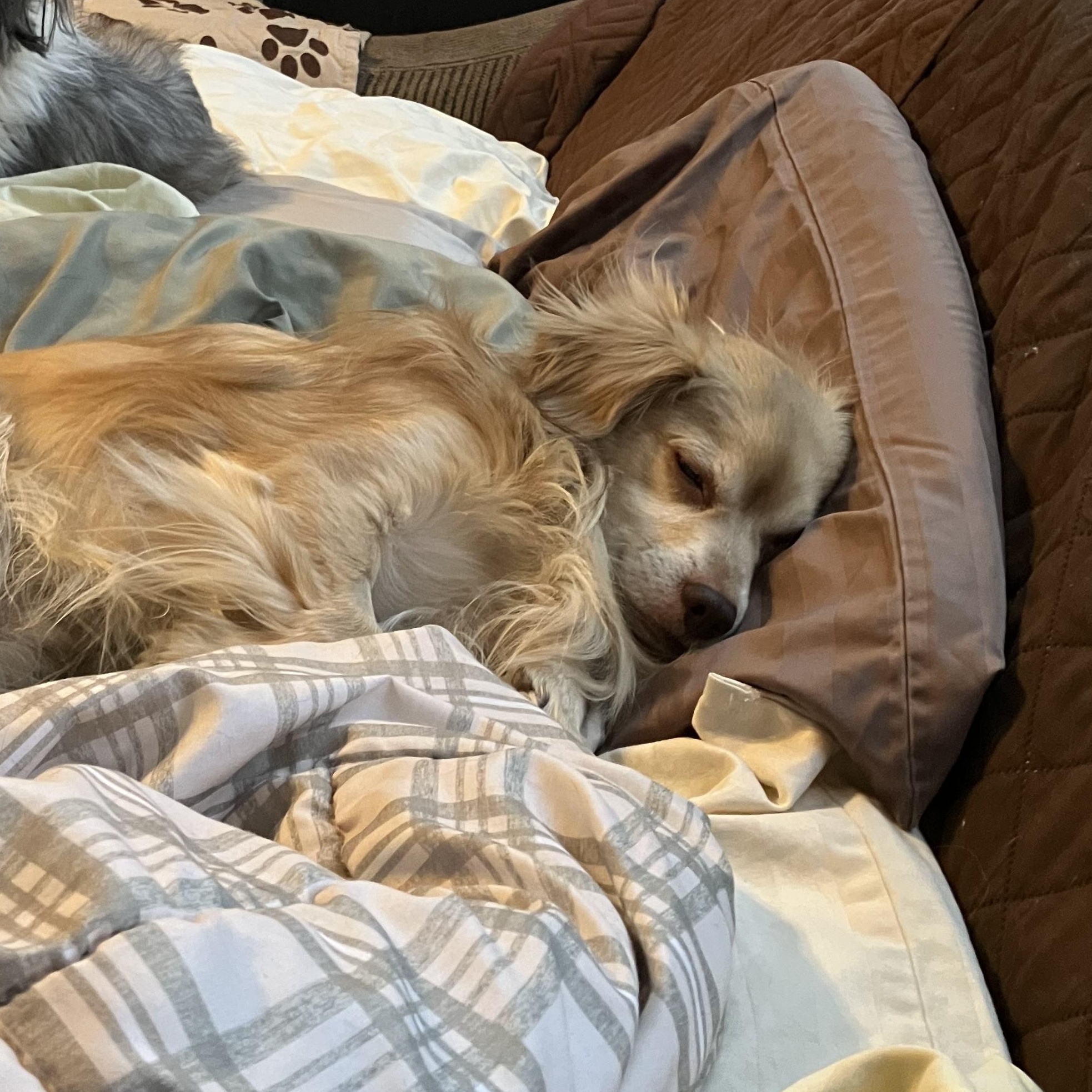 Enlarge Maverick , an adopted mixed breed in Henderson, NV image 3/3