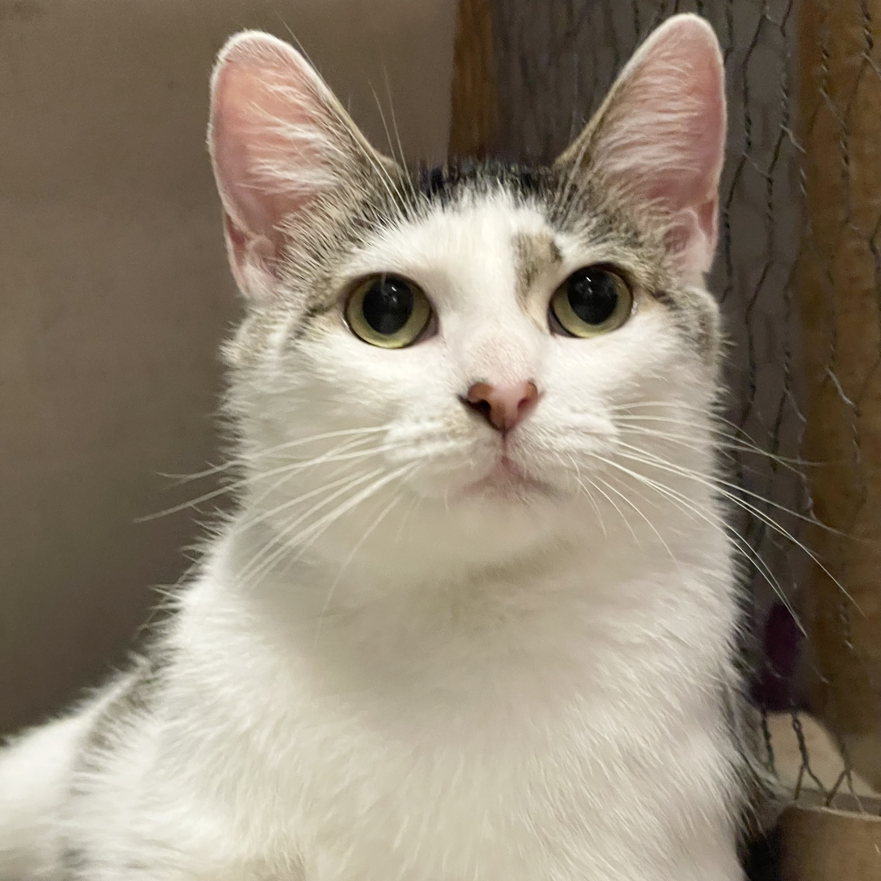 Mama Liberty, an adoptable Domestic Short Hair in Kenosha, WI, 53140 | Photo Image 3