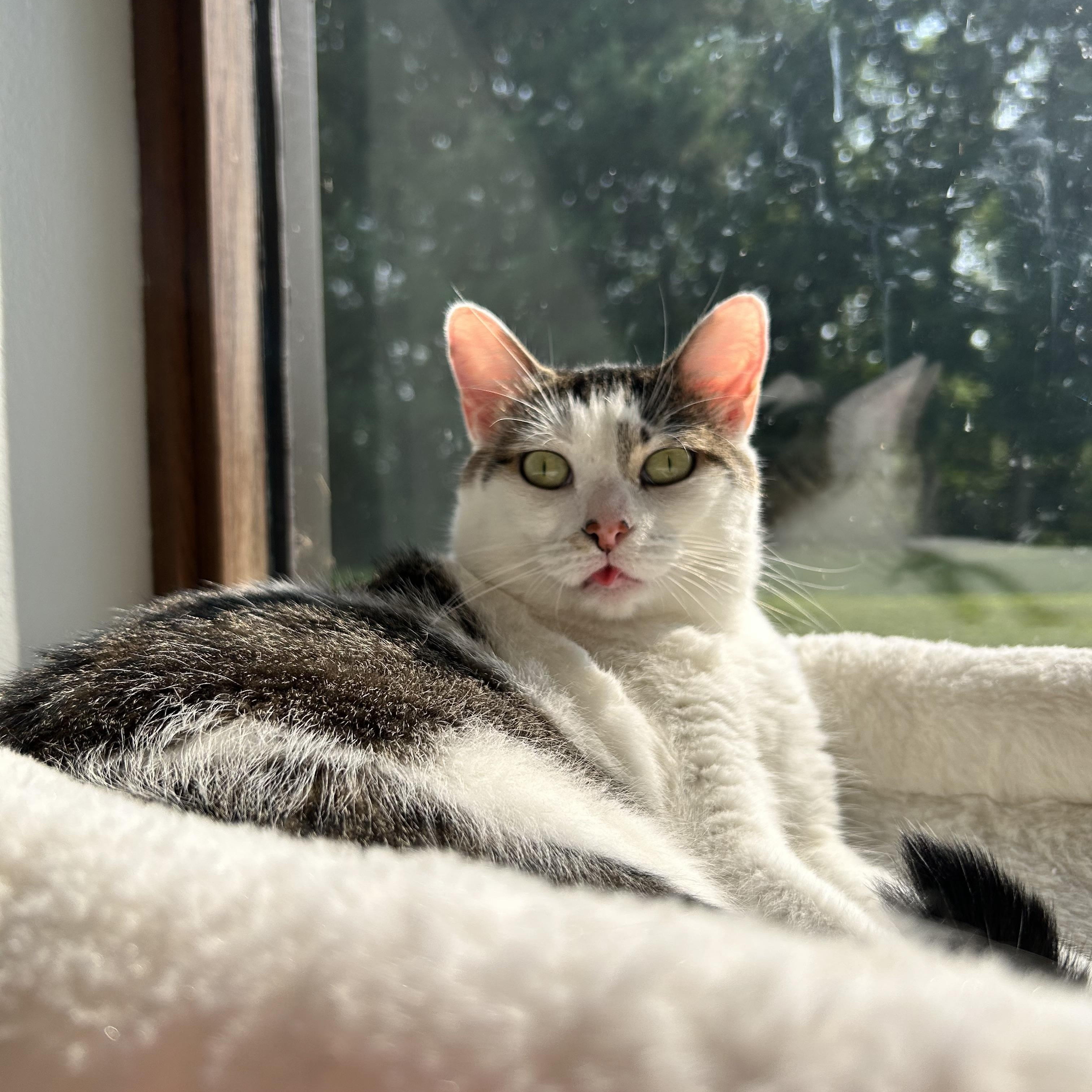 Mama Liberty, an adoptable Domestic Short Hair in Kenosha, WI, 53140 | Photo Image 1