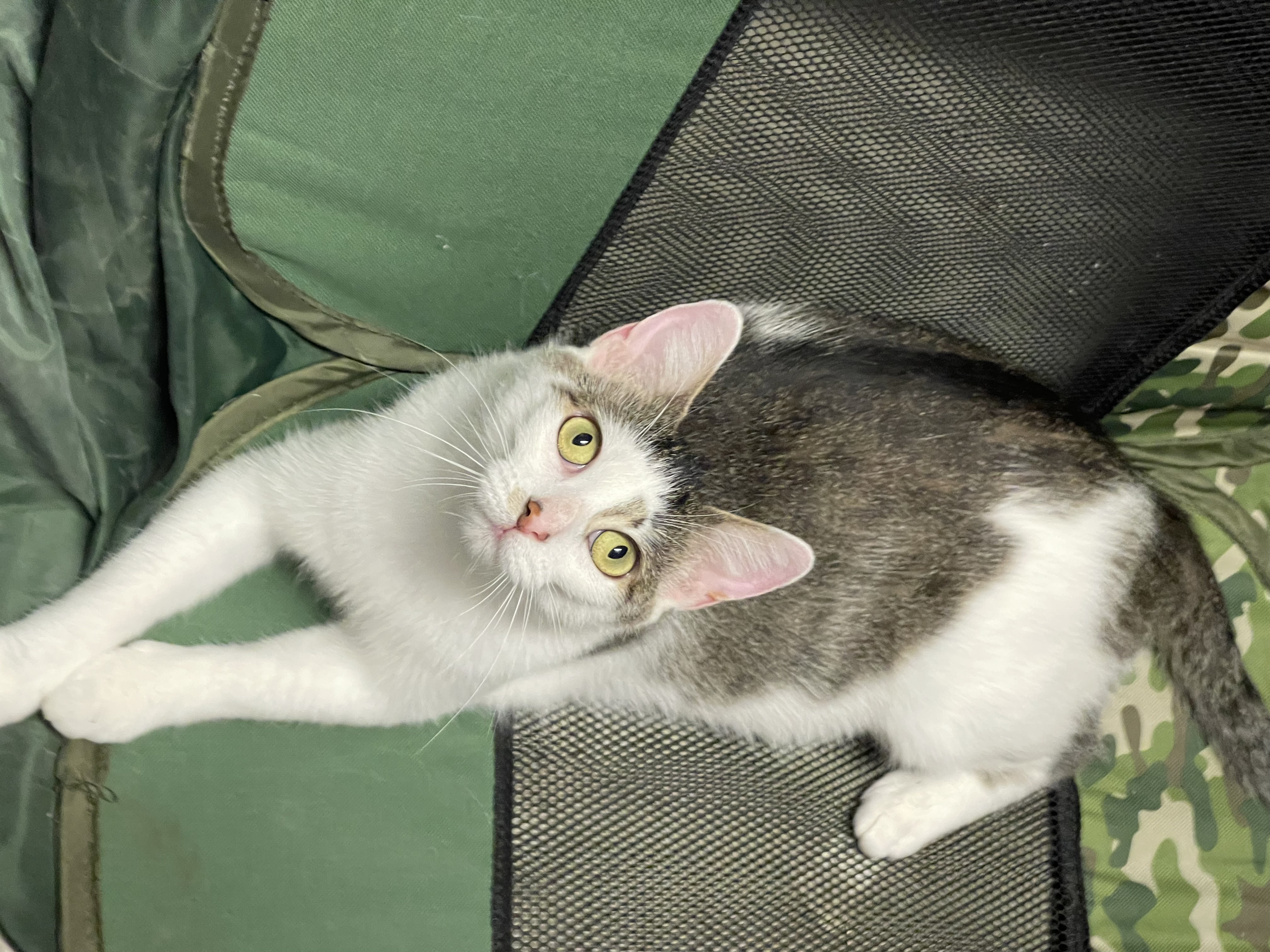 Mama Liberty, an adoptable Domestic Short Hair in Kenosha, WI, 53140 | Photo Image 4