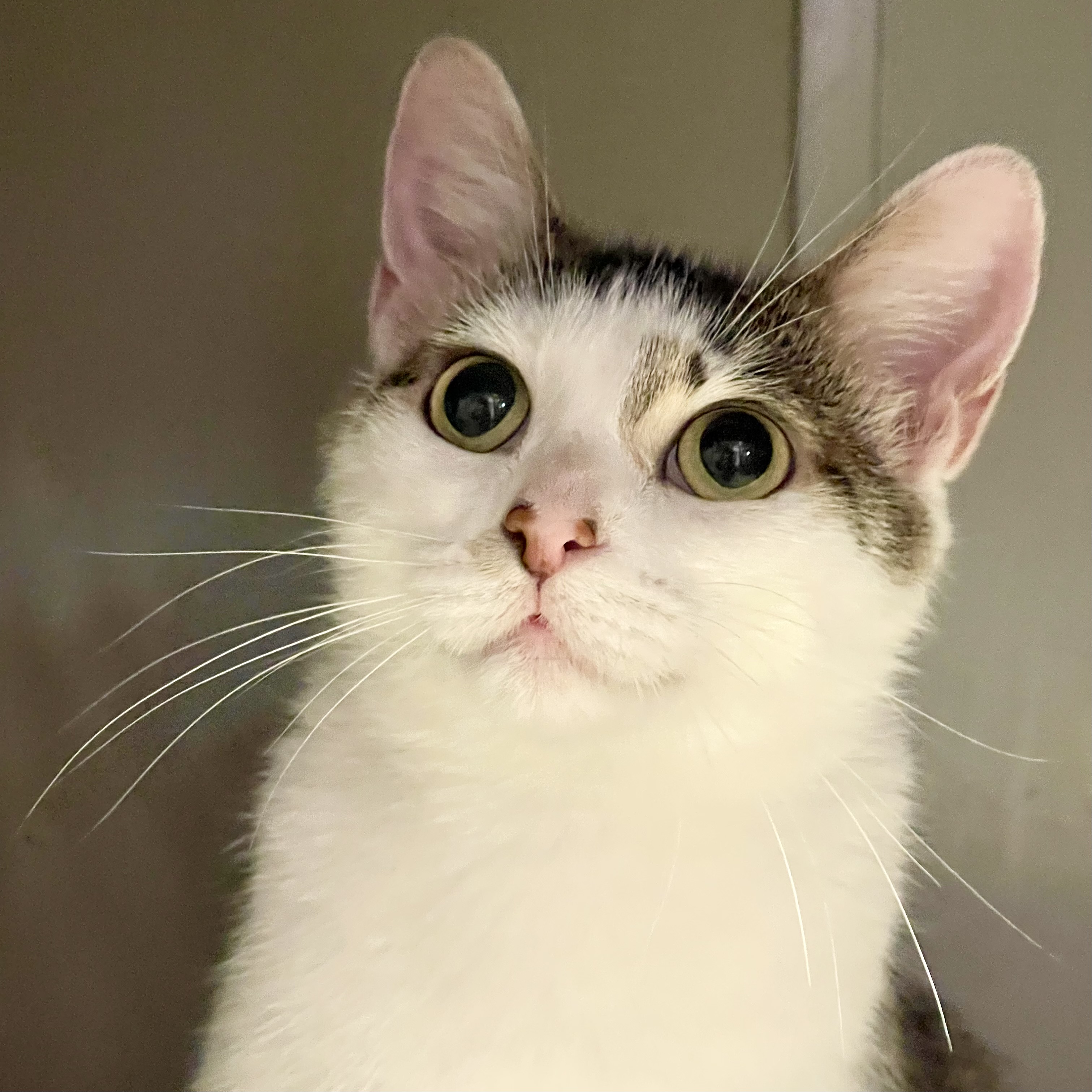 Mama Liberty, an adoptable Domestic Short Hair in Kenosha, WI, 53140 | Photo Image 5