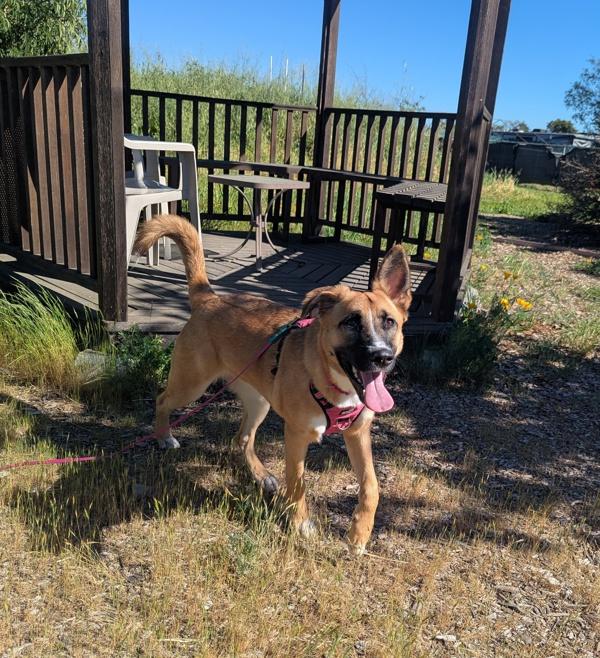 Enlarge Fern, a Adoptable mixed breed in Santa Rosa, CA image 1/1