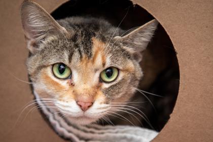 Enlarge Payday, a Adoptable mixed breed in Maumee, OH image 1/2