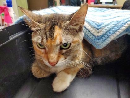 Enlarge Payday, a Adoptable mixed breed in Maumee, OH image 2/2