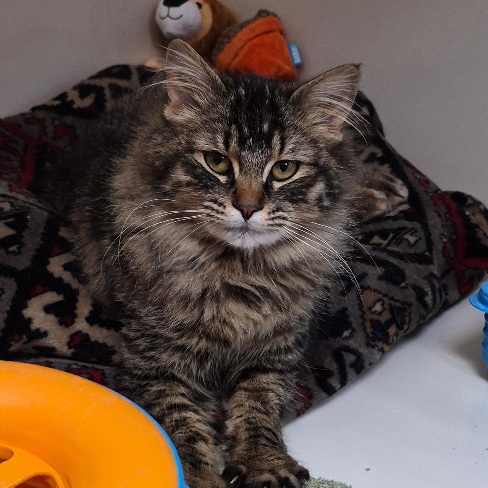 Magnolia, adopted, Young Female Domestic Medium Hair.