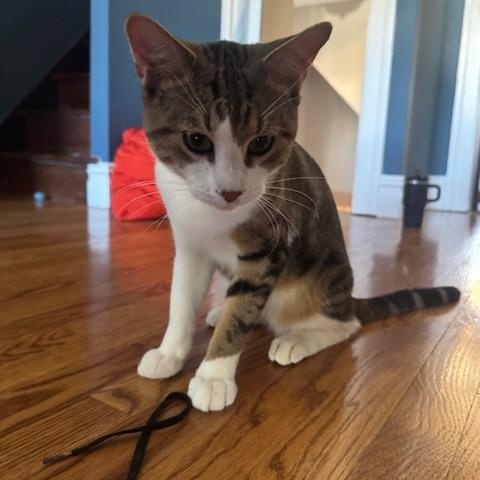 🐾 Meet Beau – Your Future Best Friend, adopted, Young Male Tabby.