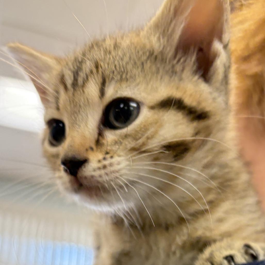 Enlarge Faith, a Adoptable Domestic Short Hair in Greensboro, GA image 1/1