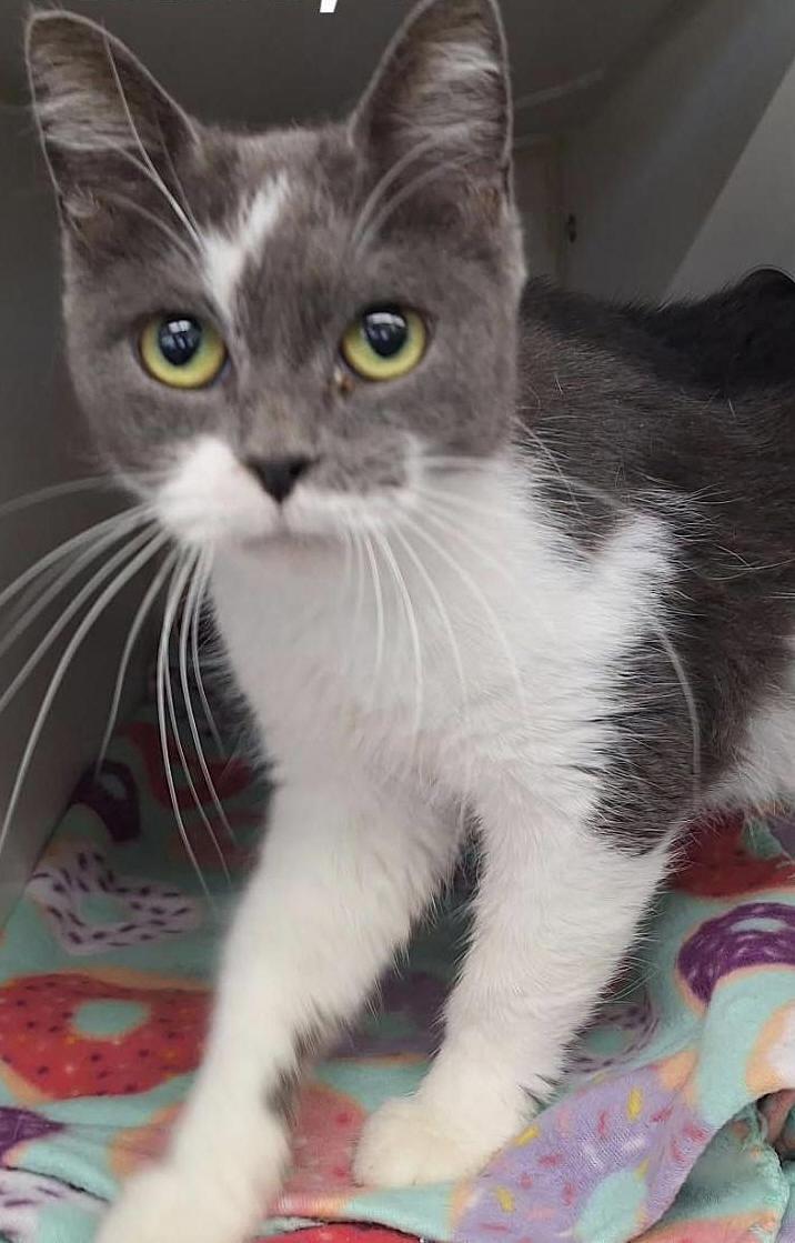 Enlarge Bree, a Adoptable Domestic Short Hair in Tulsa, OK image 2/2