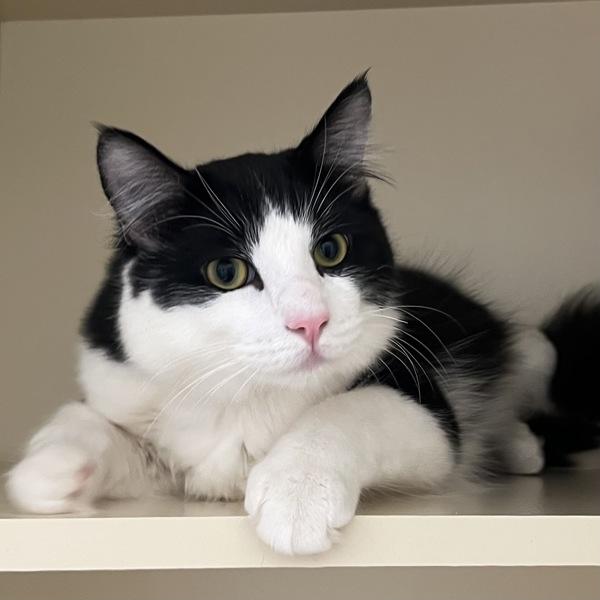 Beaux — thumbnail 2