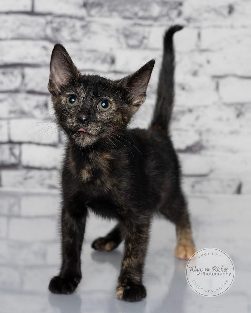 Annie - Adopted, an adopted mixed breed in Knoxville, TN image 2/5